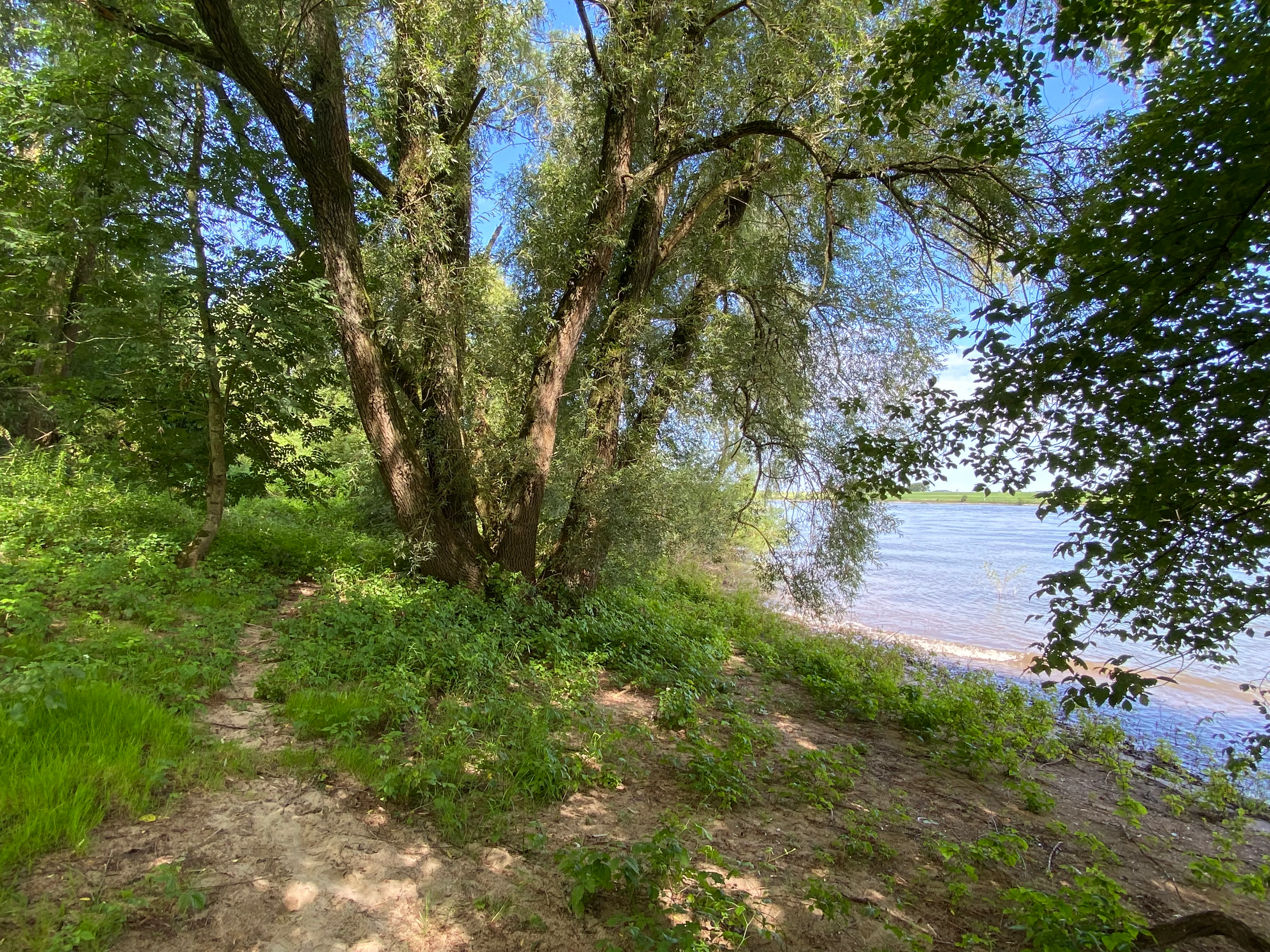 A dirt path winds through lush green trees and vegetation along the bank of a wide river under a clear blue sky.