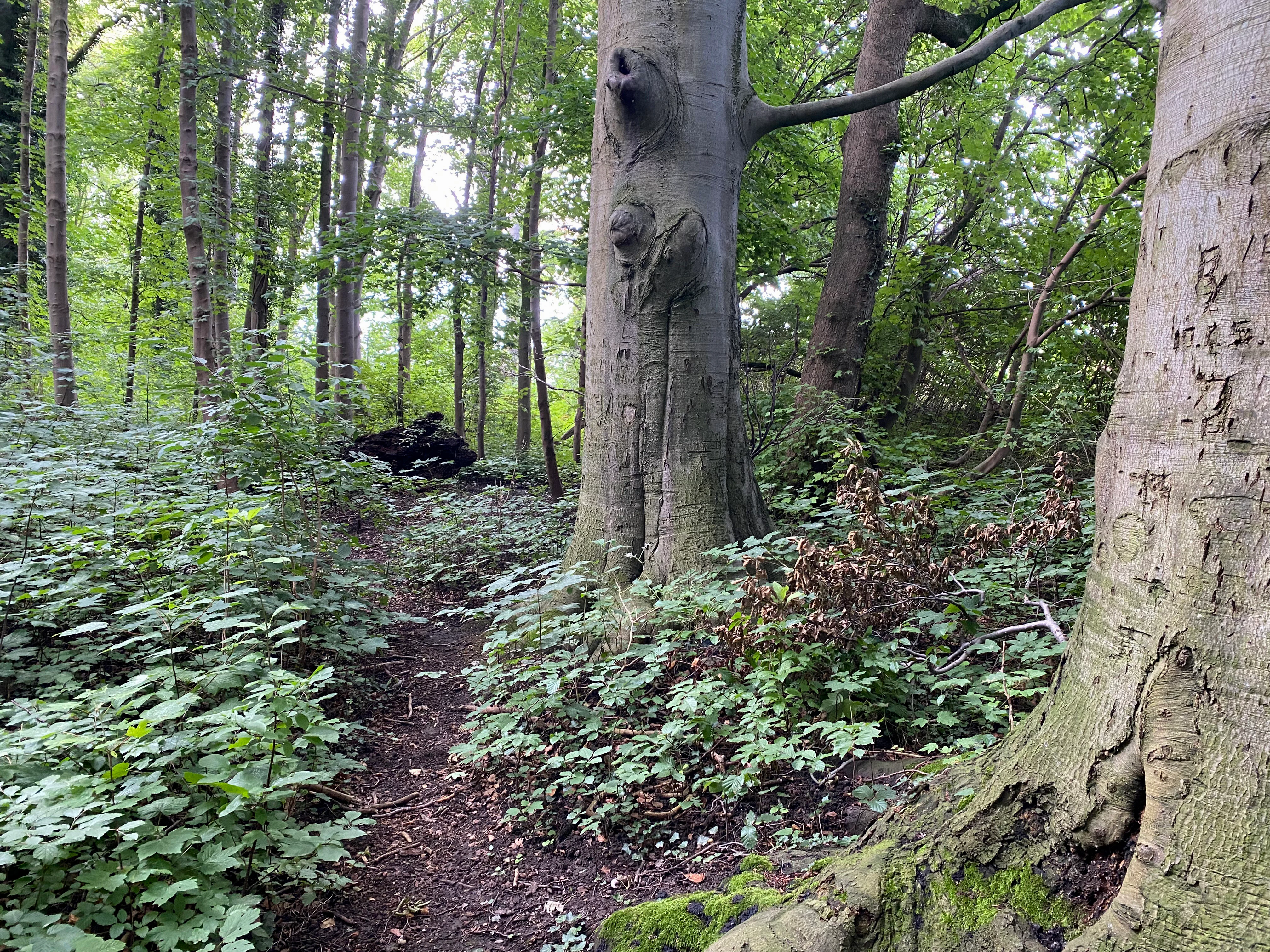 A narrow dirt trail leads into a lush green forest, flanked by mature trees with thick trunks and undergrowth.