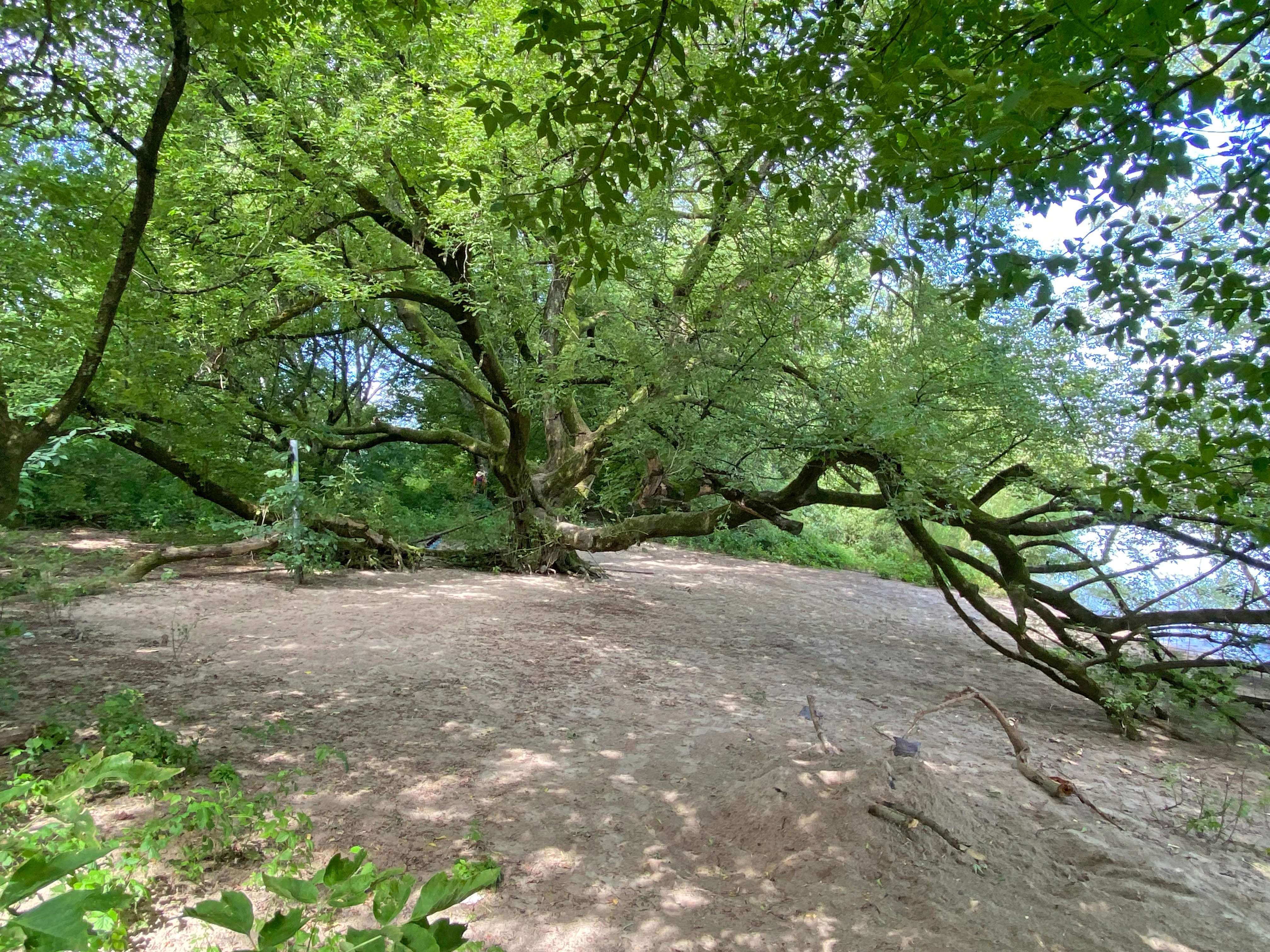 A large, leafy tree with low-reaching, horizontal branches situated on a sandy bank next to a body of water in a forest.