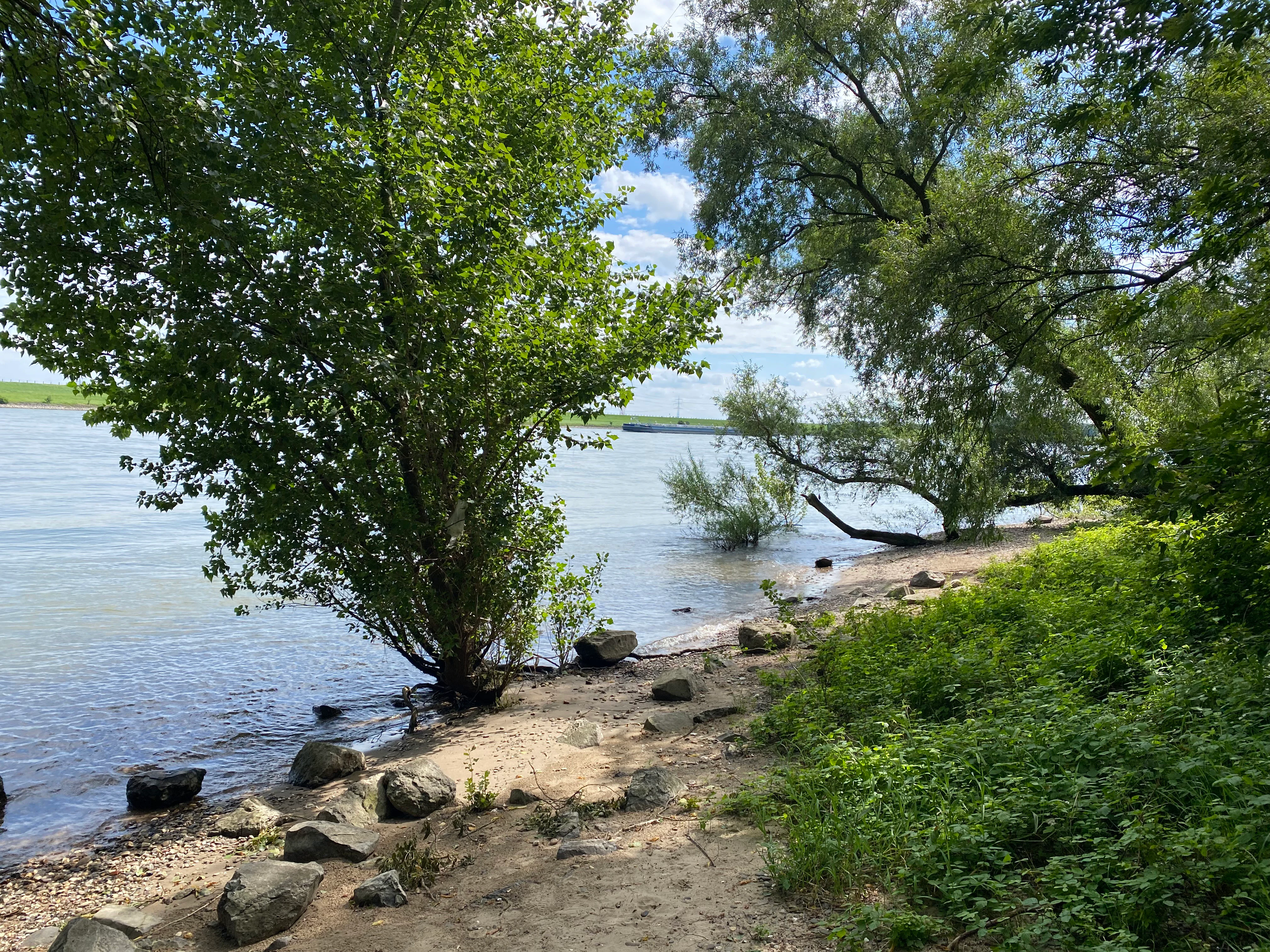 A sandy and rocky riverbank along the Rhine with lush green trees and shrubs, under a sky with light clouds.