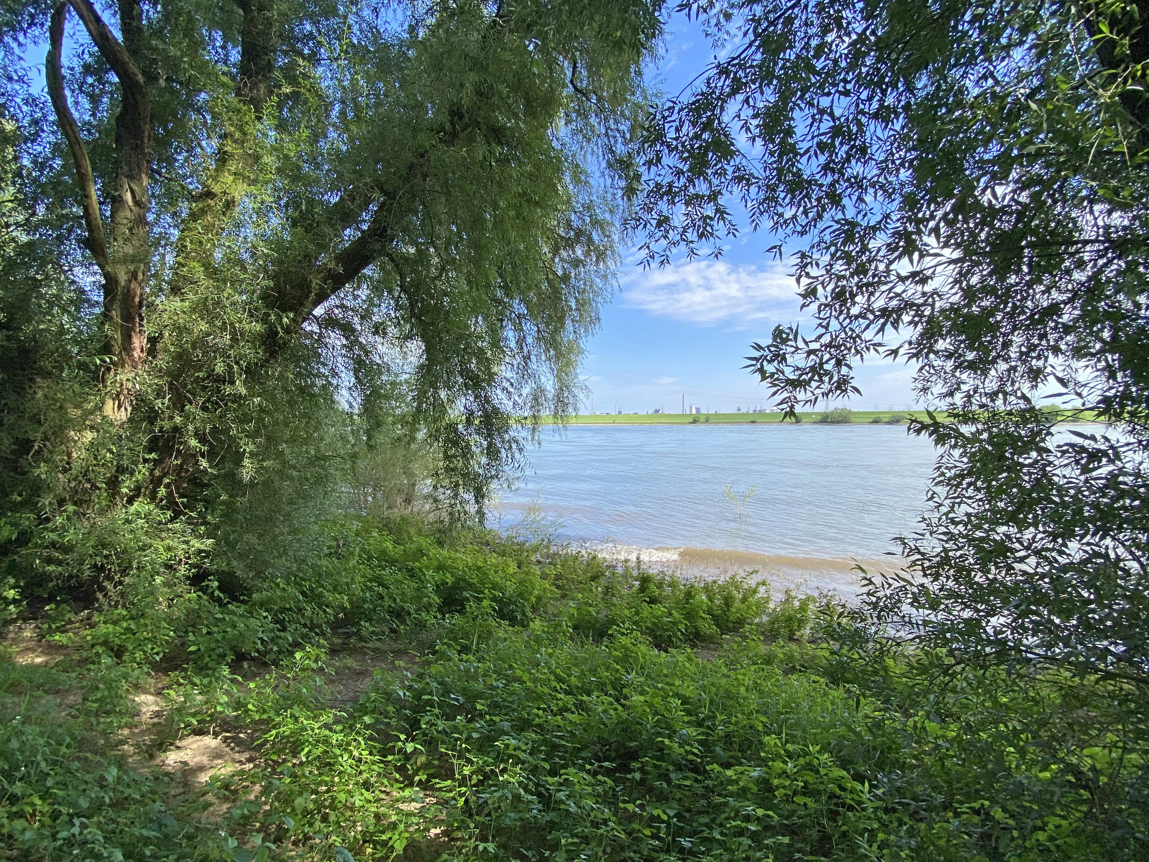 A wide view of the Rhine river looking across from the wooded banks of the Spey nature reserve, with green trees and undergrowth in the foreground and a distant dike on the opposite shore.