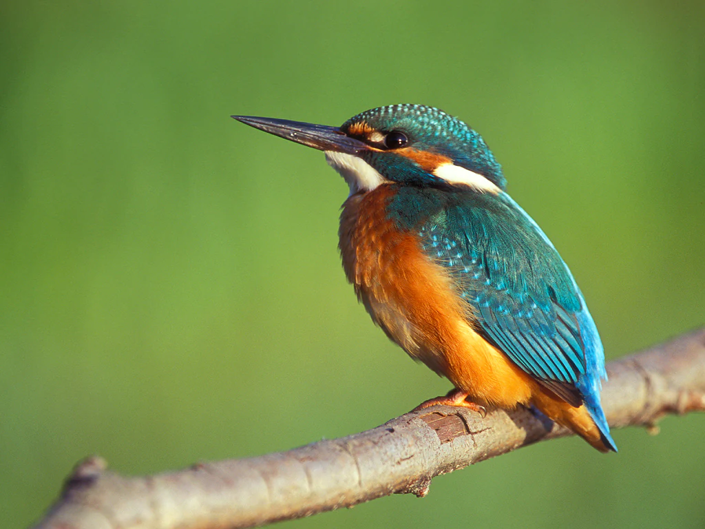 A close up view of a common kingfisher with vibrant blue and orange plumage, perched on a thin tree branch against a soft green out of focus background.