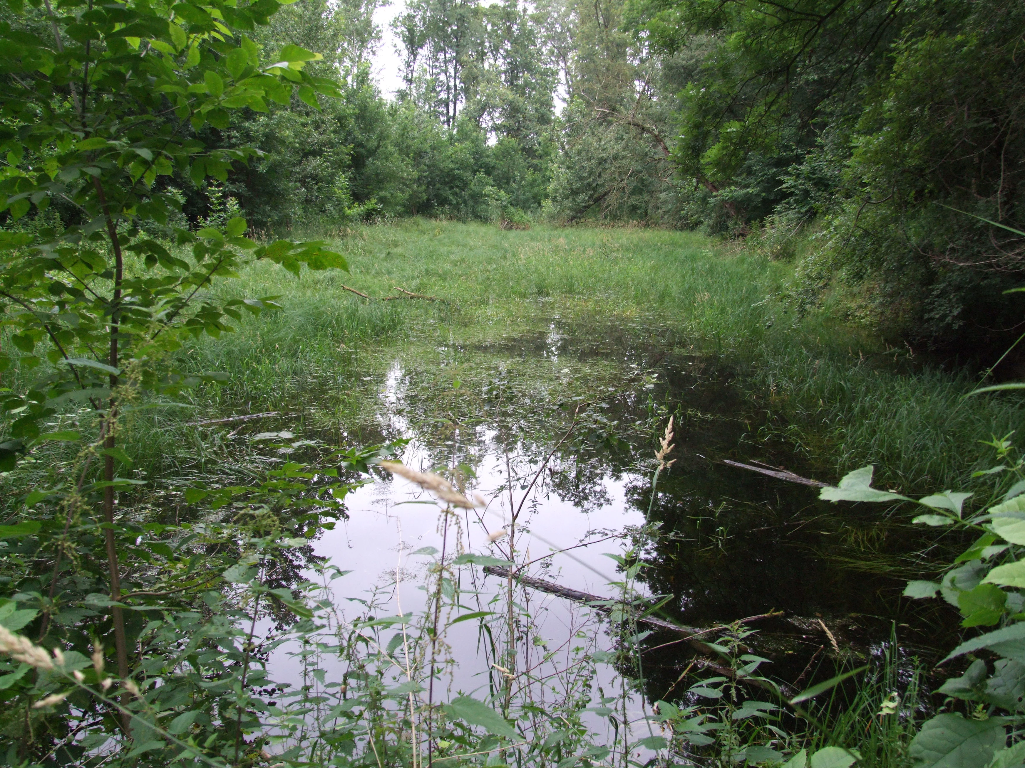 A stagnant, partially vegetated secondary water channel surrounded by dense green forest foliage.