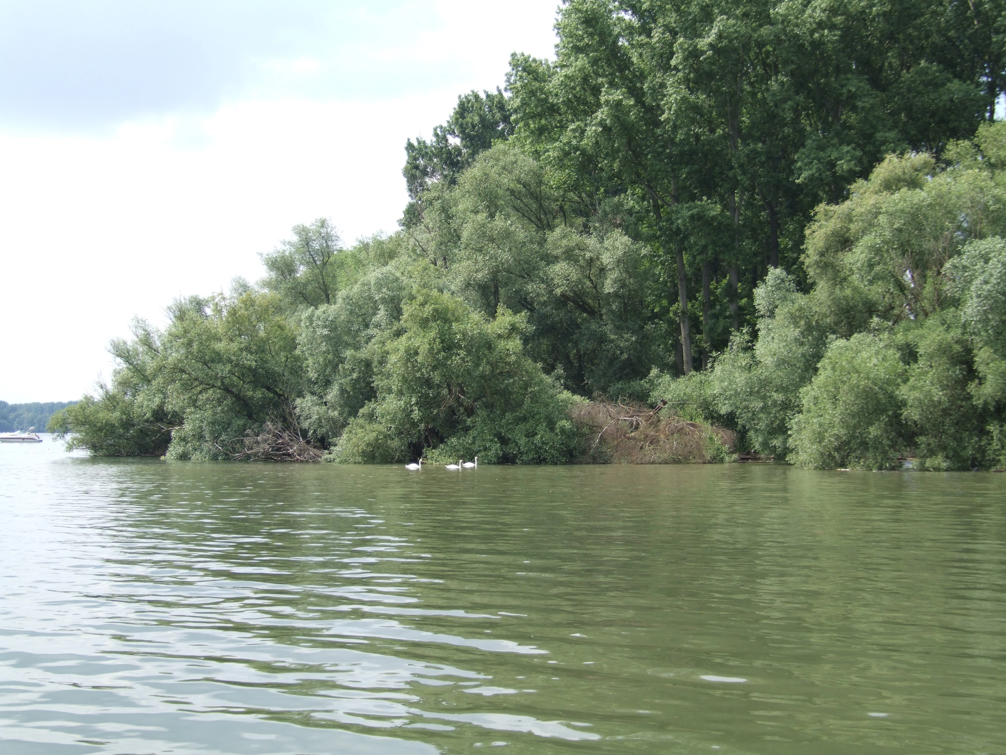 A wide view of a dense, lush green riverine forest bordering a wide river with two white swans swimming near the bank.