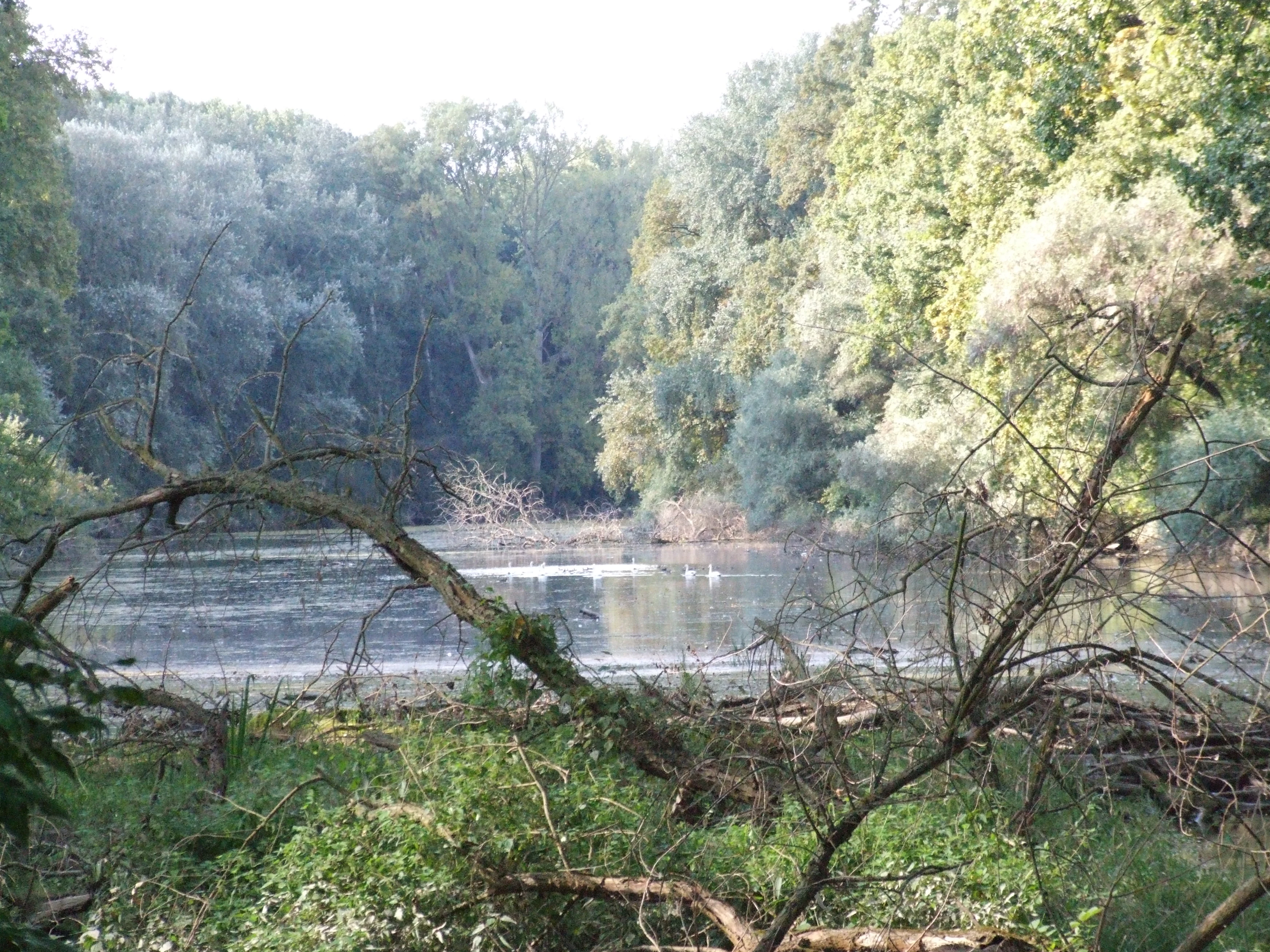 A calm oxbow lake surrounded by dense forest, with fallen branches in the foreground and light reflecting off the water surface.