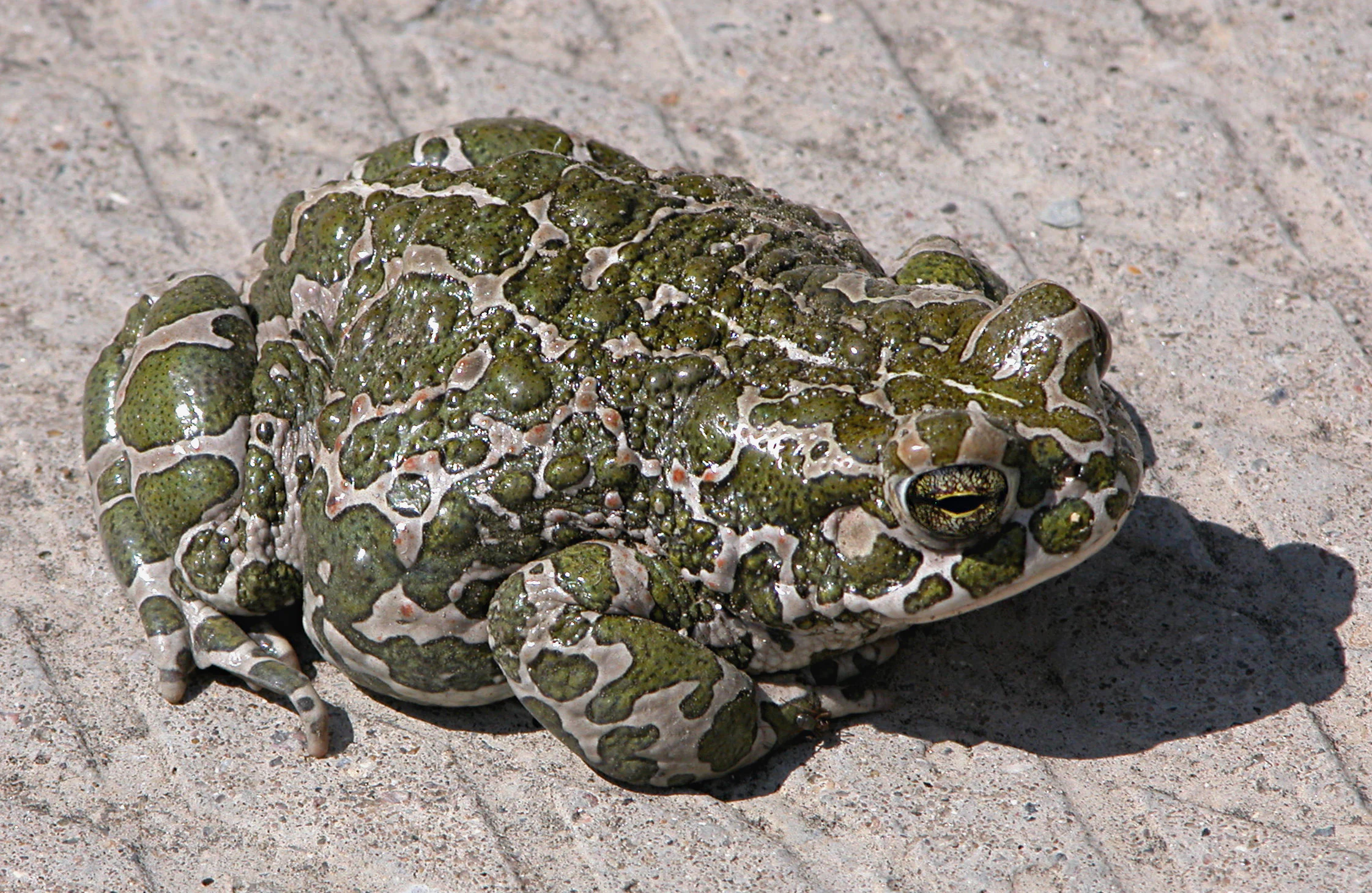 A close-up view of a European green toad, featuring distinctive warty green and white mottled skin, resting on a flat, textured concrete surface.