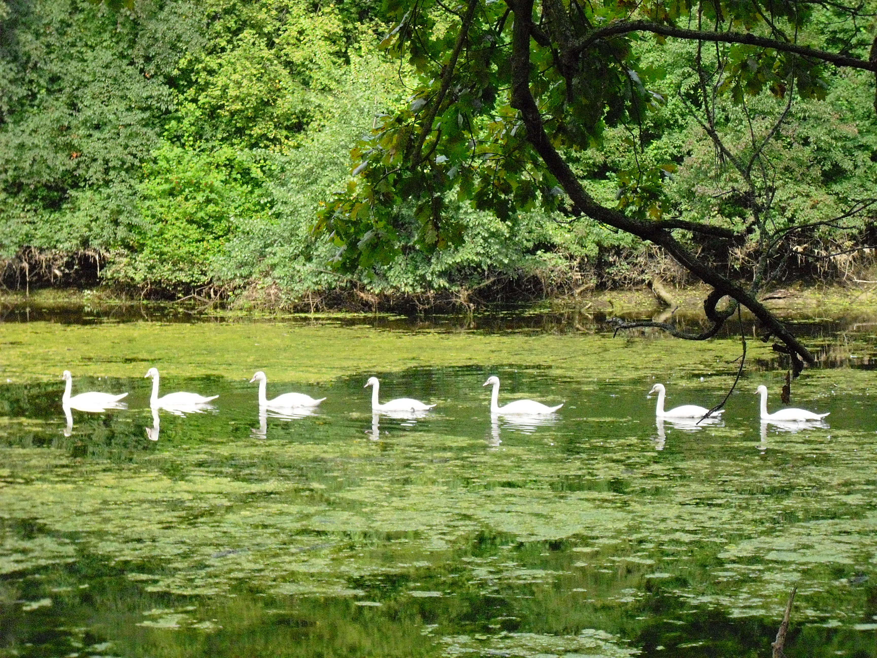 A horizontal row of seven white swans swimming in a line across a calm, algae-covered pond within a forest.