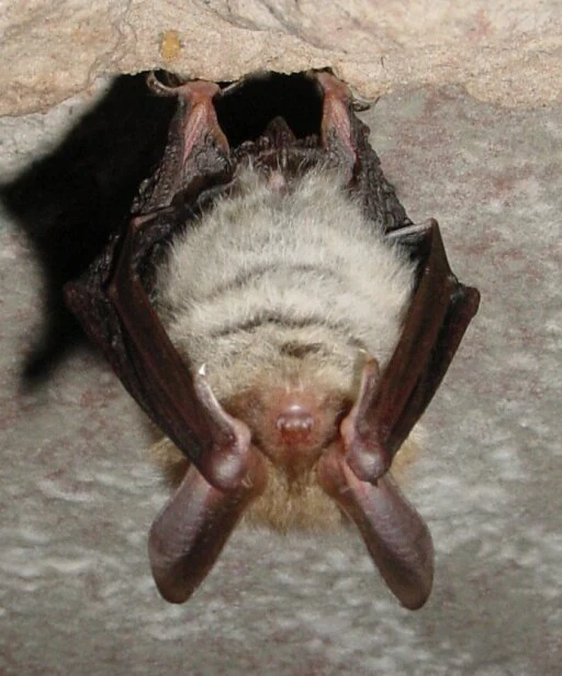 A close-up view of a Bechstein's bat hanging upside down, showing its pale, fuzzy belly and dark wings folded against a textured rock surface.