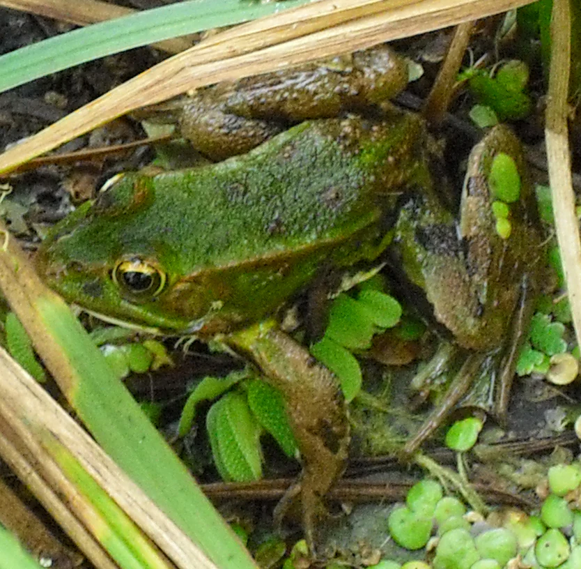 A green frog sitting on wet soil and low-lying vegetation surrounded by tall blades of dried grass.