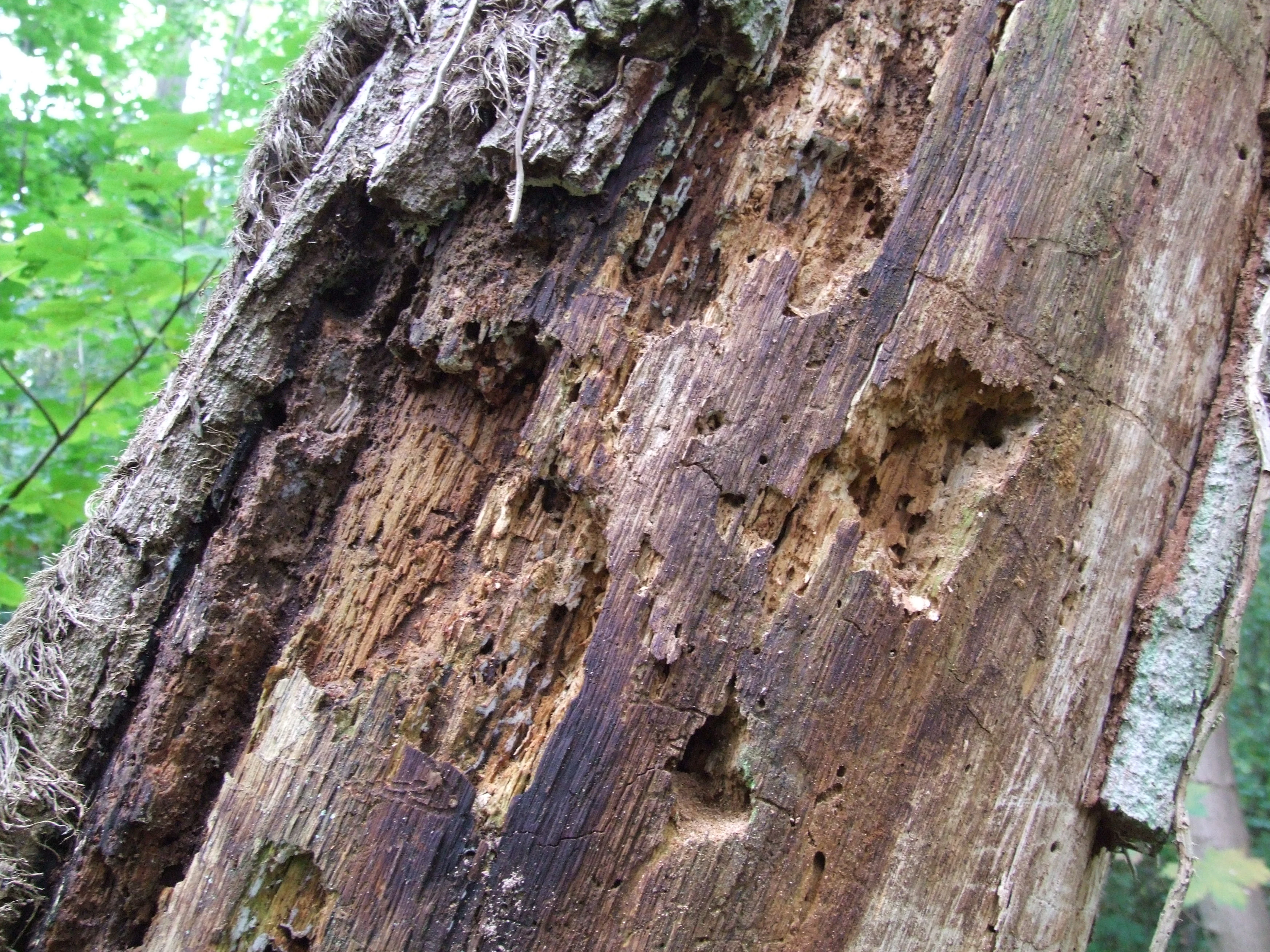 A close up view of a weathered, dead tree trunk showing decaying bark, deep fissures, and boreholes from insects.