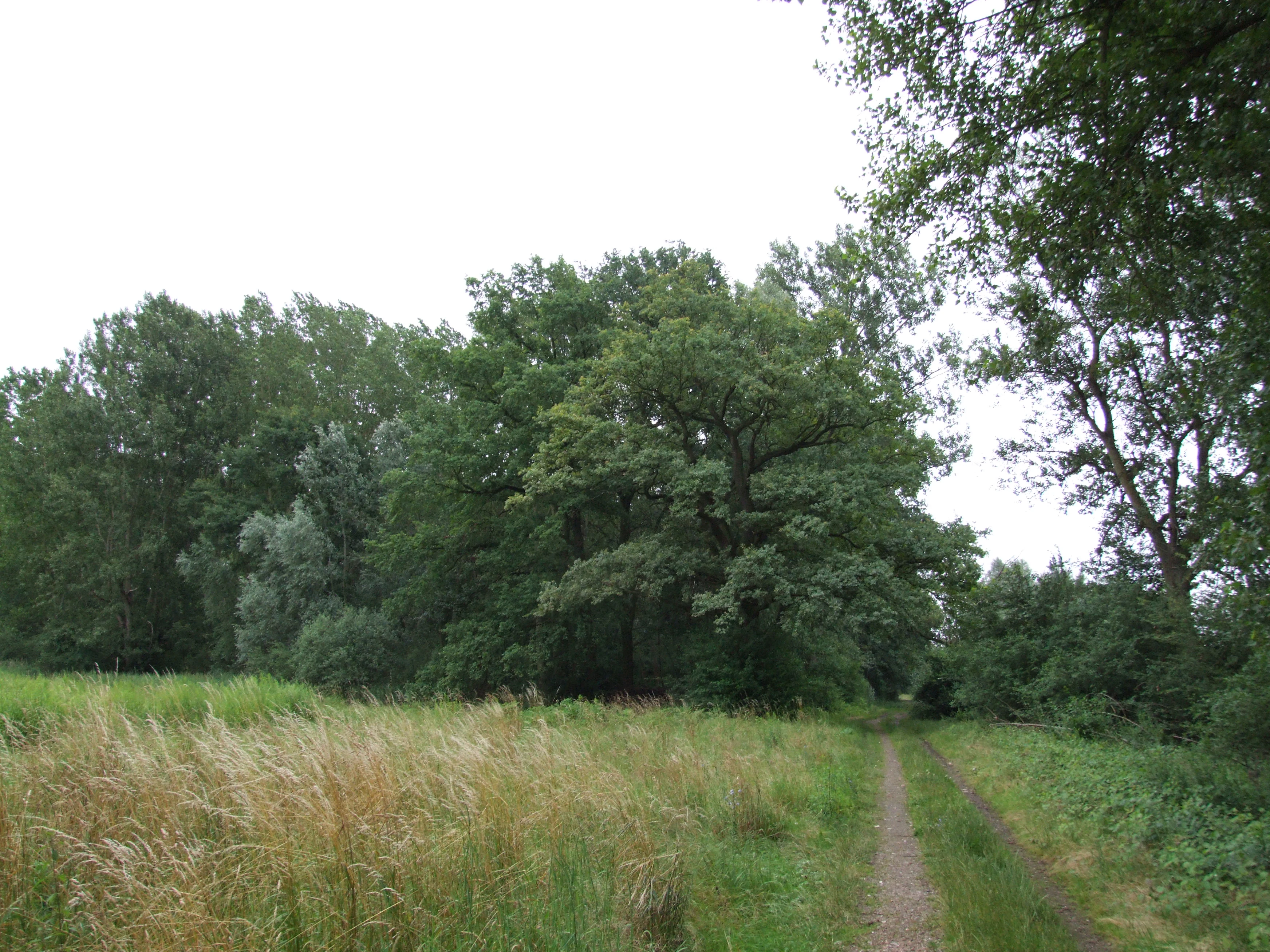 A dirt path leads alongside a meadow of tall grass into a dense, green floodplain forest.