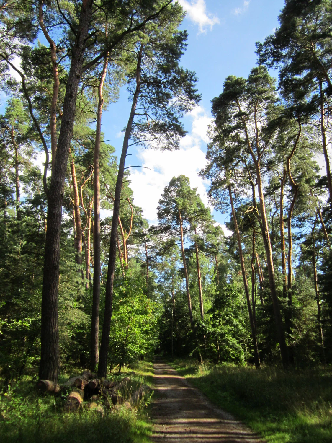 A dirt path leading into a dense forest of tall, mature Scots pine trees under a partially cloudy blue sky.