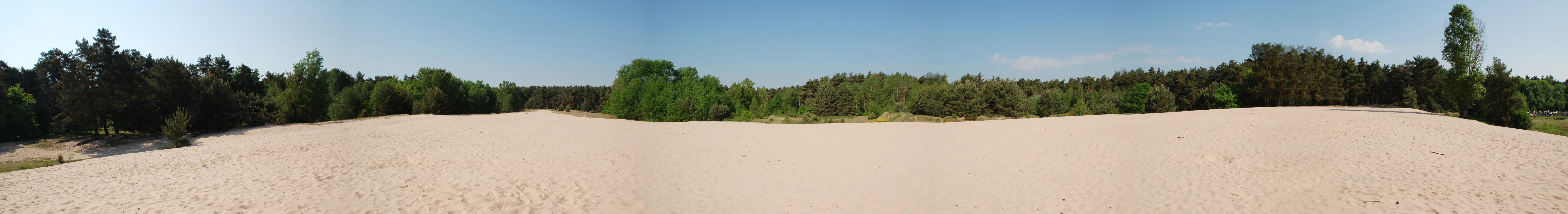 Panoramic view of a sandy dune landscape bordered by a green forest under a clear blue sky.