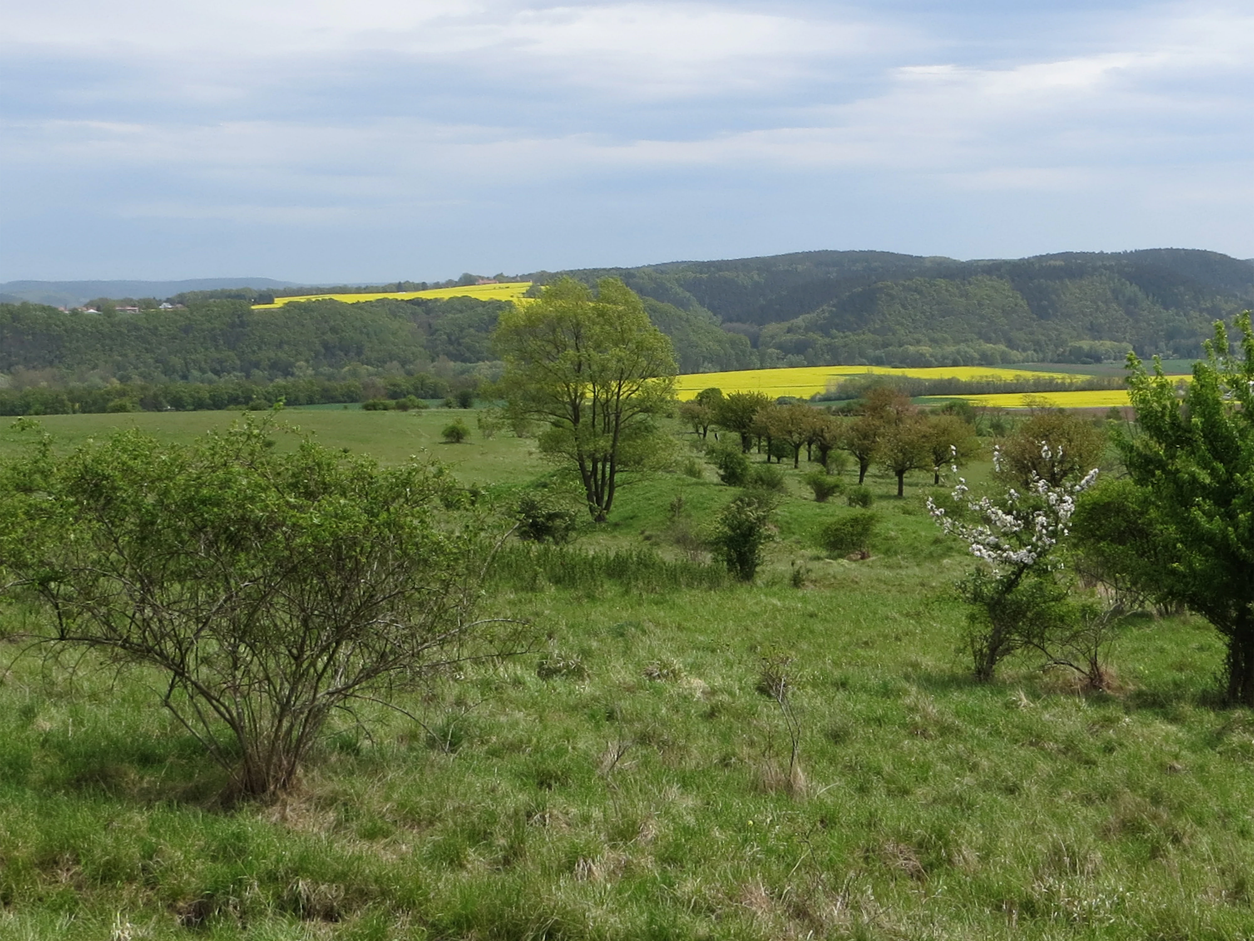 A wide view of a rolling green meadow with scattered shrubs and trees under an overcast sky, with yellow fields and wooded hills in the distance.