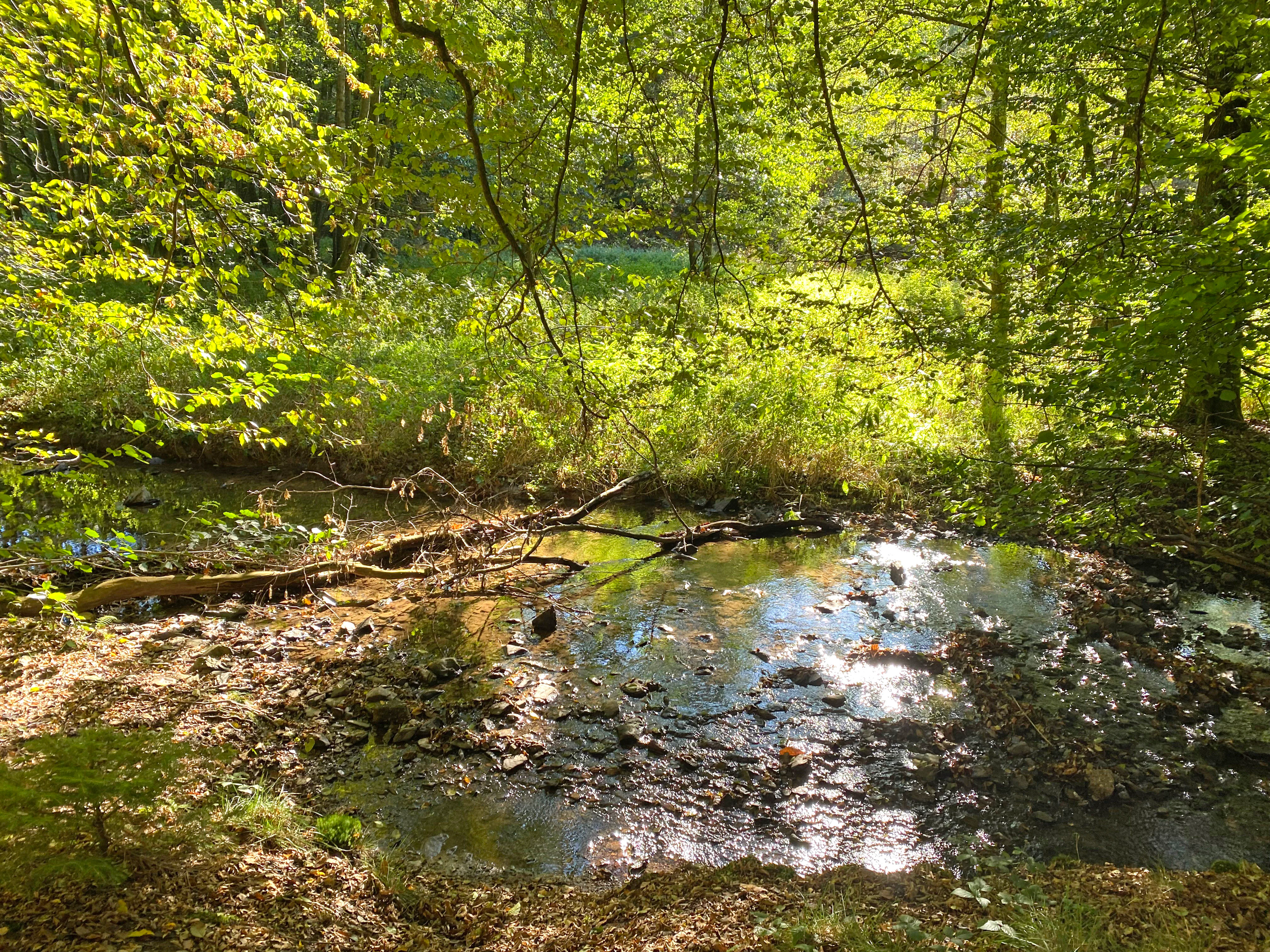 A small, shallow stream meanders through a sun-dappled green forest, with a fallen tree branch partially submerged in the water and green foliage in the background.