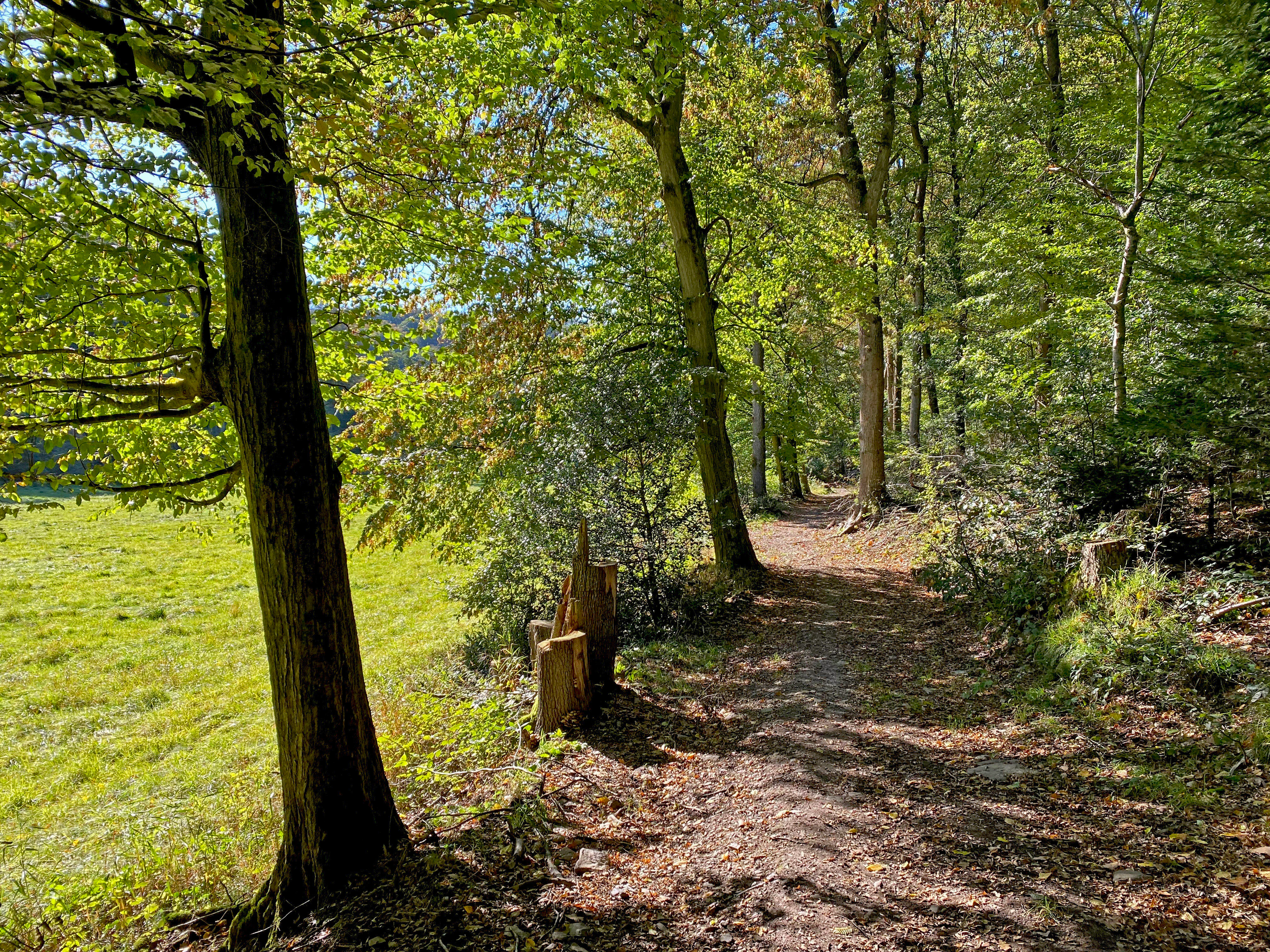 A dirt hiking trail leads through a deciduous forest with a bright green grassy meadow visible on the left side.