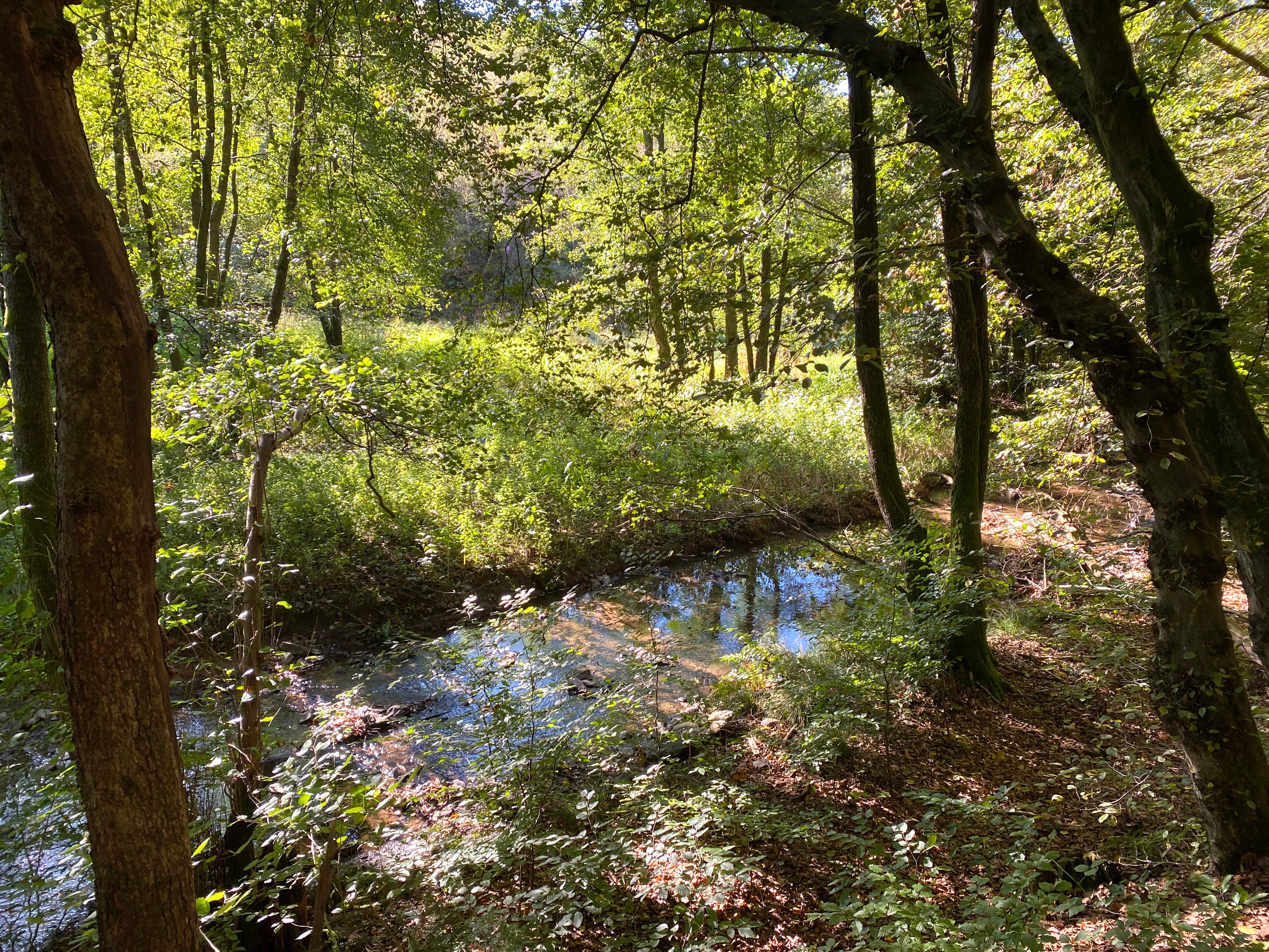 A small stream flows through a lush, green riparian forest in Spreeler Bachtal, with sunlight filtering through dense tree canopies.