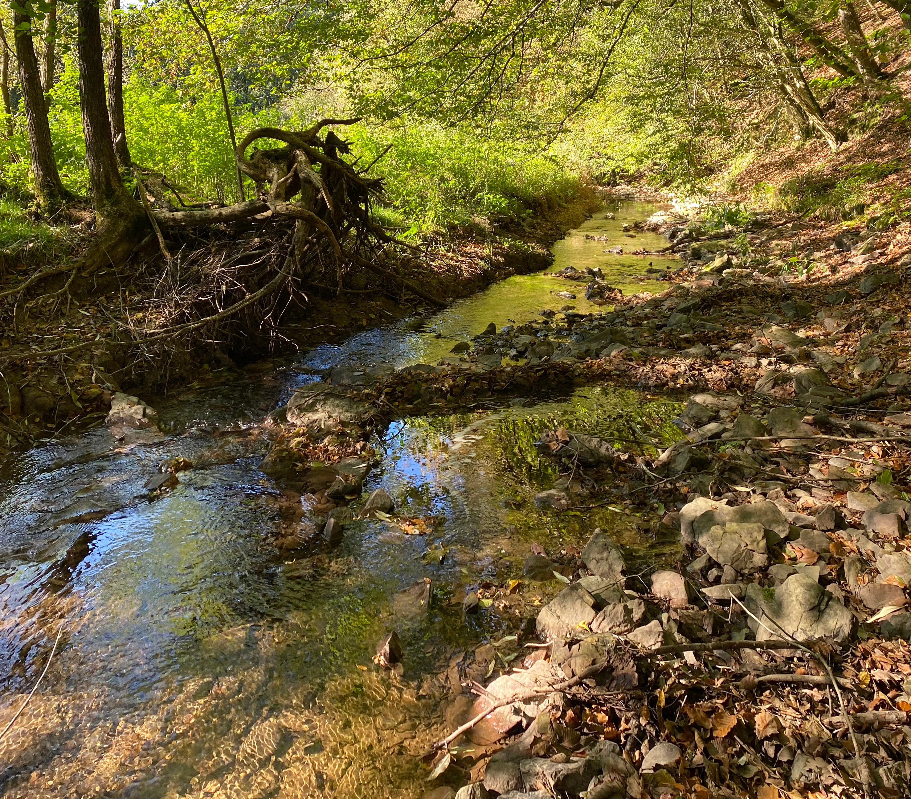 A narrow, shallow stream flows through a forest with exposed tree roots and a rocky bank.