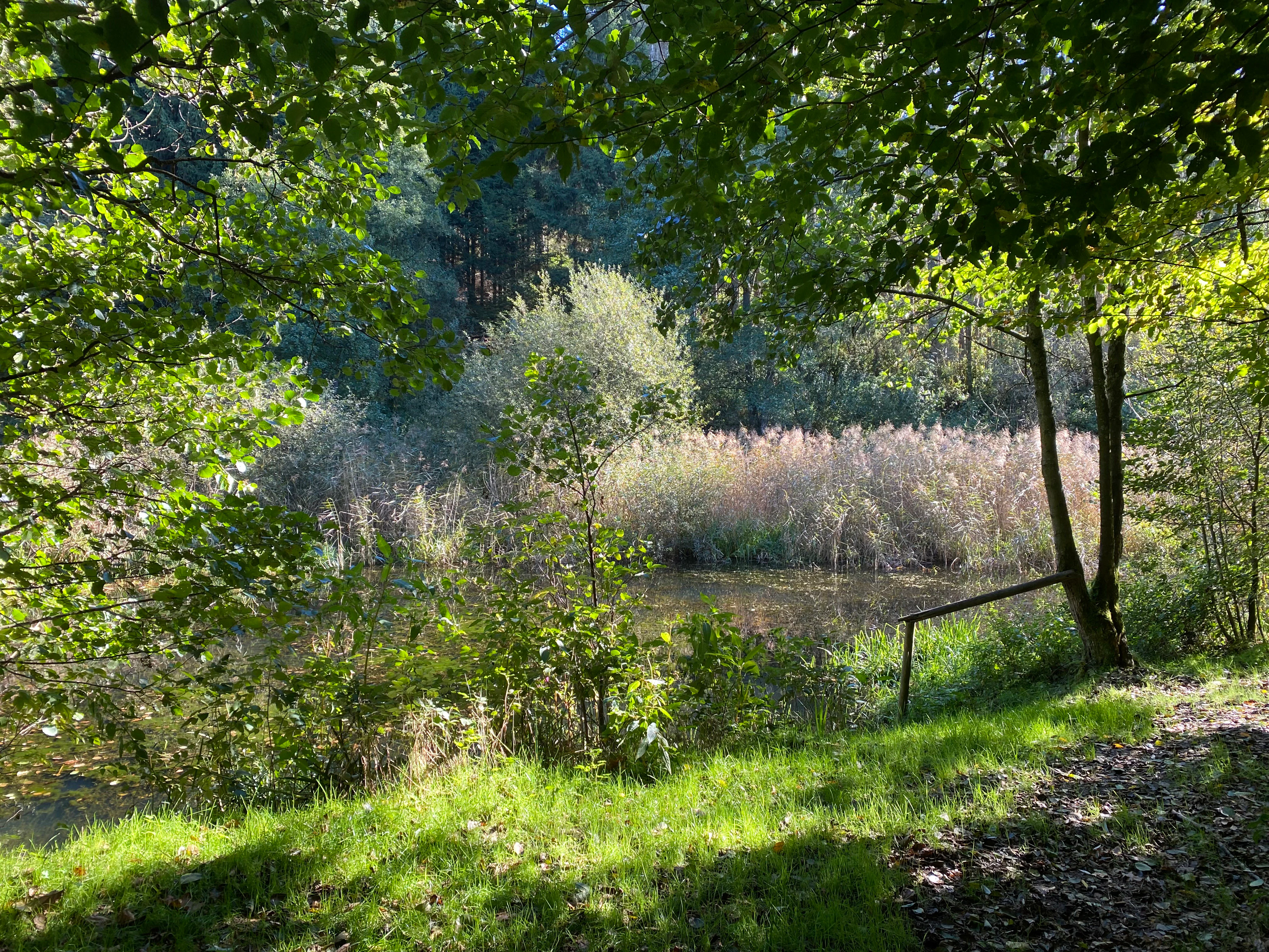 A small natural pond framed by dense green trees and shrubs, with tall reeds growing along the water edge, viewed from a shaded grassy bank.