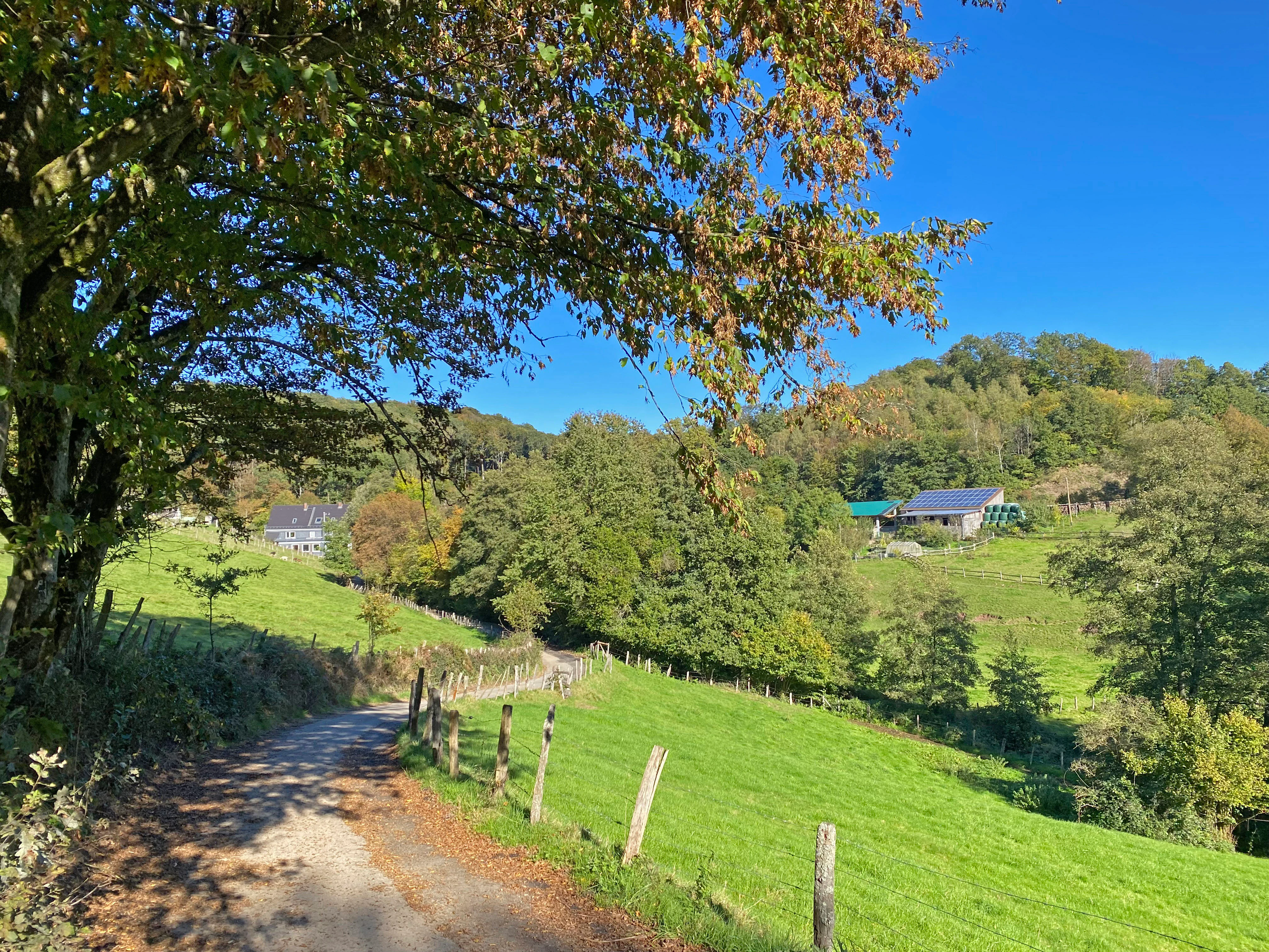 A dirt trail curves into a grassy hillside under a clear blue sky, with a deciduous tree in the foreground and farm buildings nestled among trees in the distance.
