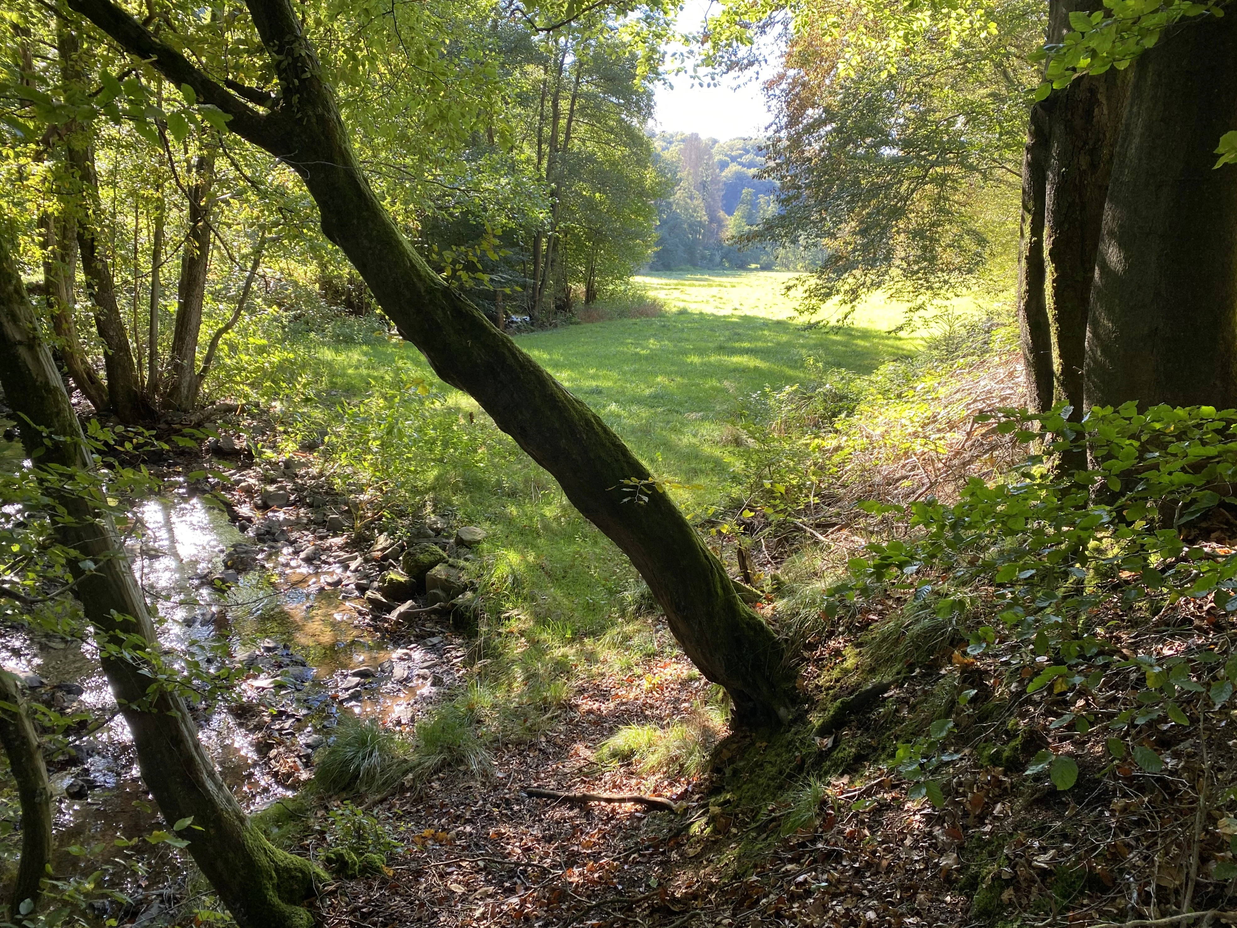 A small, shallow stream meanders through a valley floor lined with dense deciduous trees and bright green grassy clearings.