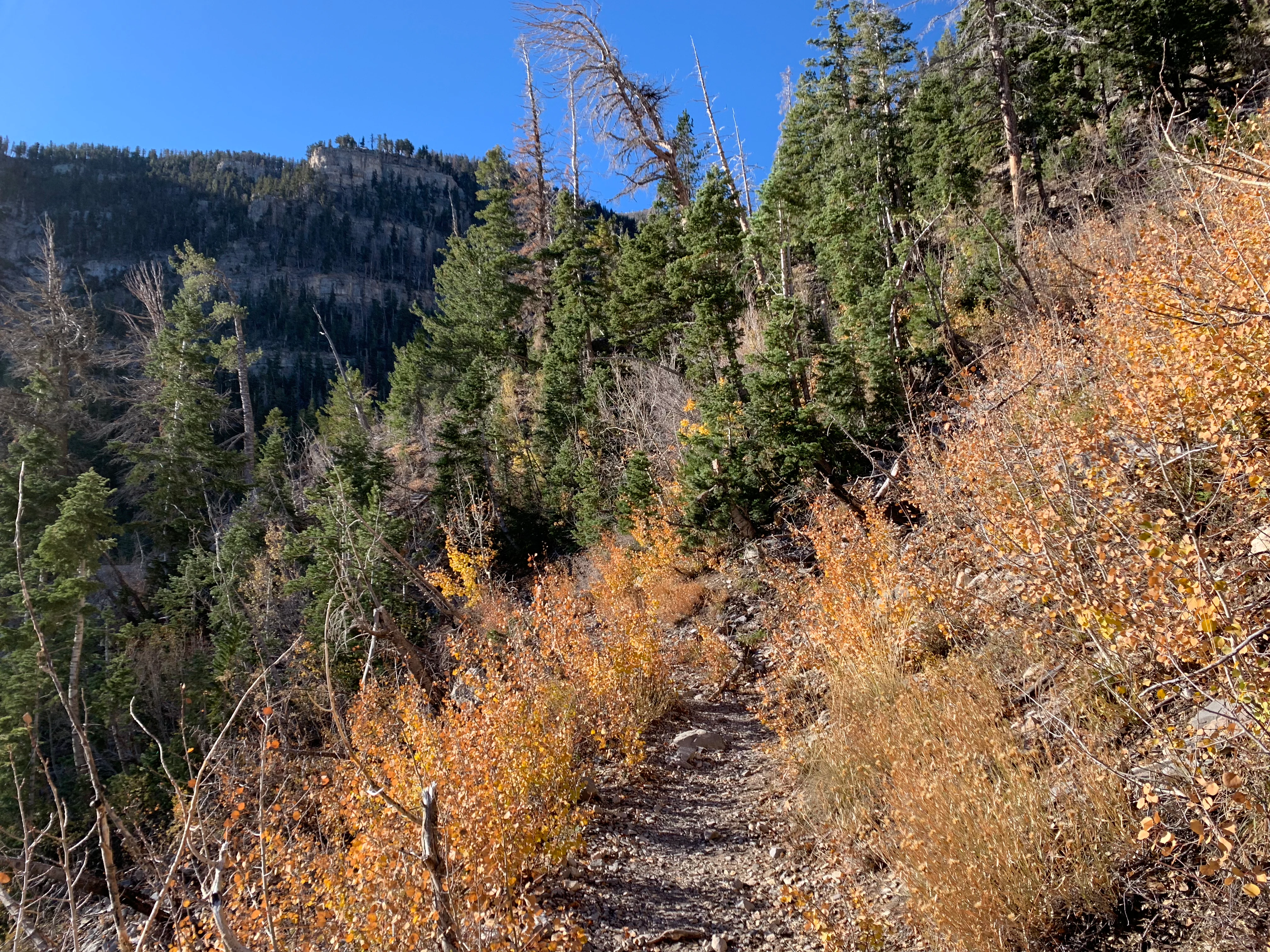 A narrow dirt hiking trail winds through a mountain forest with golden autumn leaves and evergreen trees under a clear blue sky.