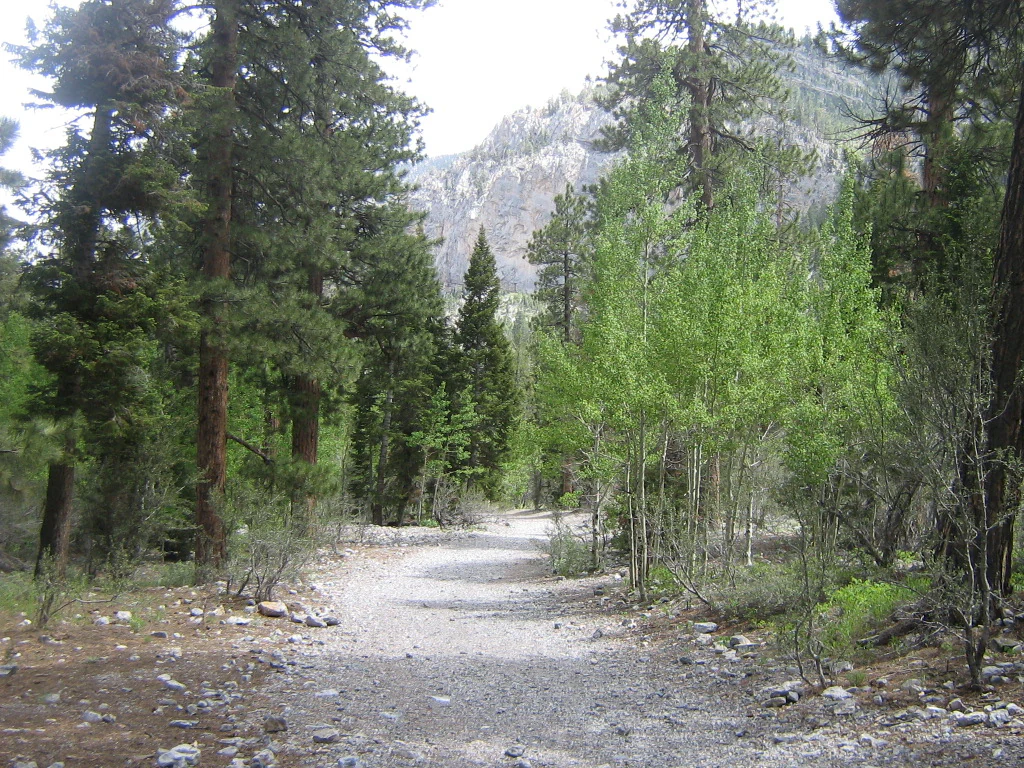 A wide gravel trail stretches through a forest with tall pine trees on the left and a mix of pines and young green aspen trees on the right, leading toward a rocky mountain slope in the distance.