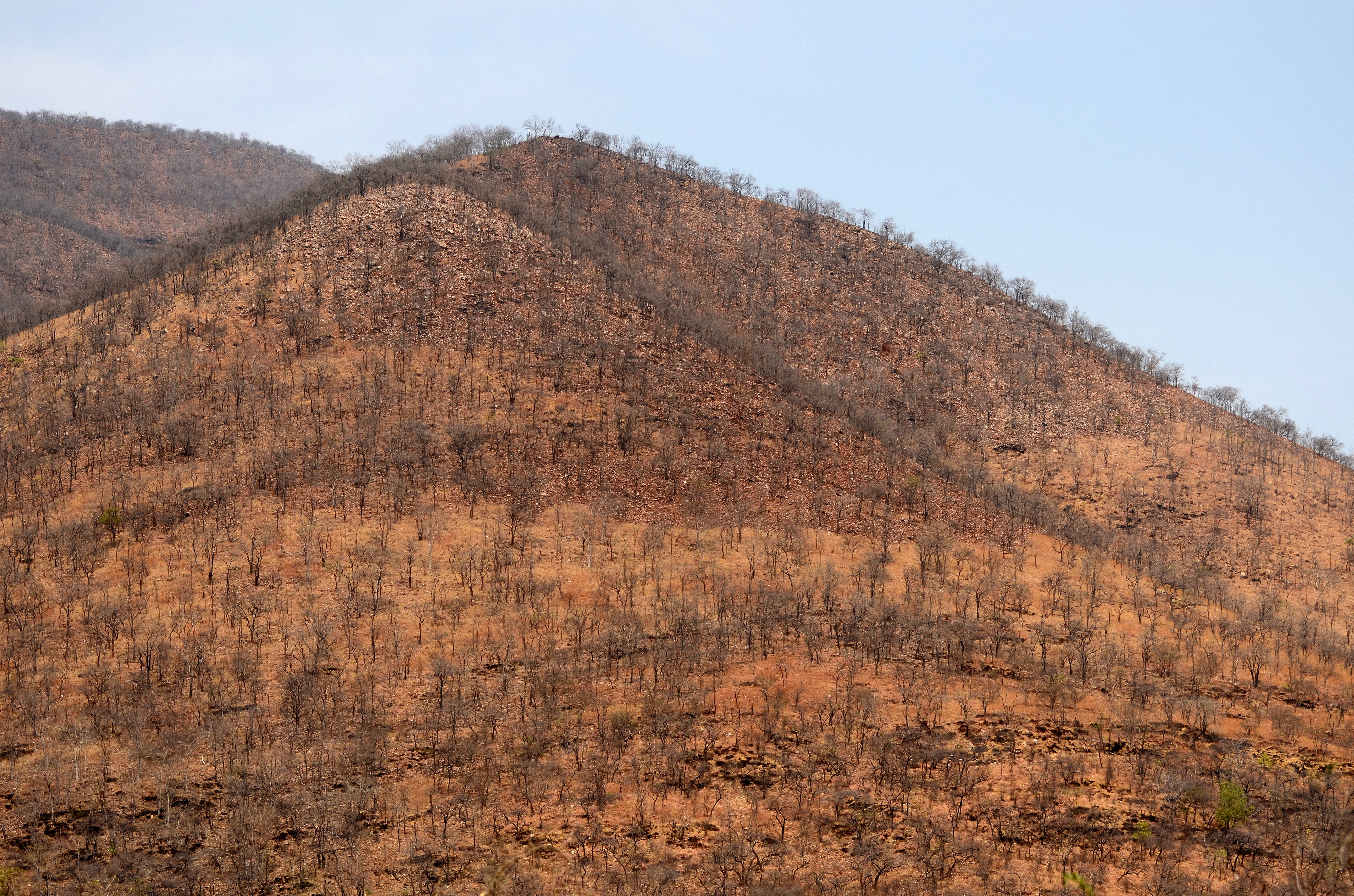 A wide view of a dry, brown, hilly landscape covered in sparse, leafless deciduous trees in the Sri Lankamalleswara Wildlife Sanctuary.