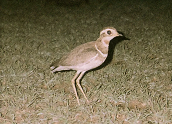 A side profile view of a Jerdon's Courser bird standing on short dry grass at night.