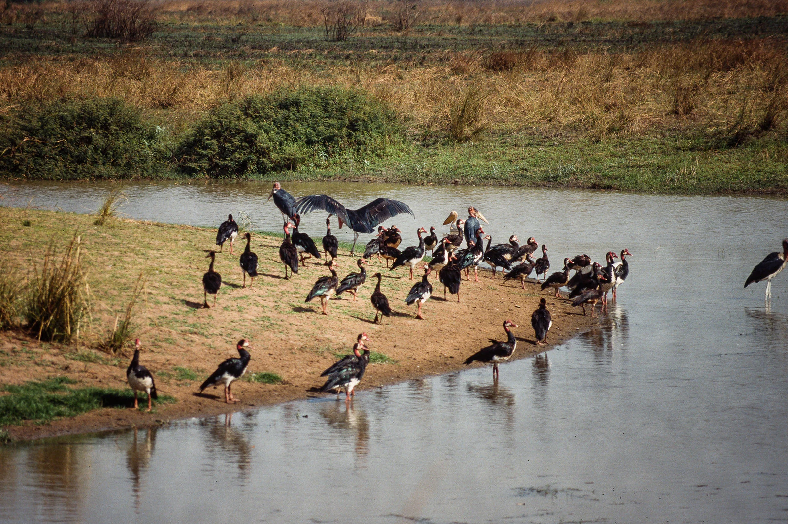 Grupo de aves de pie en aguas poco profundas y en la orilla fangosa de un río con vegetación seca y herbácea al fondo.