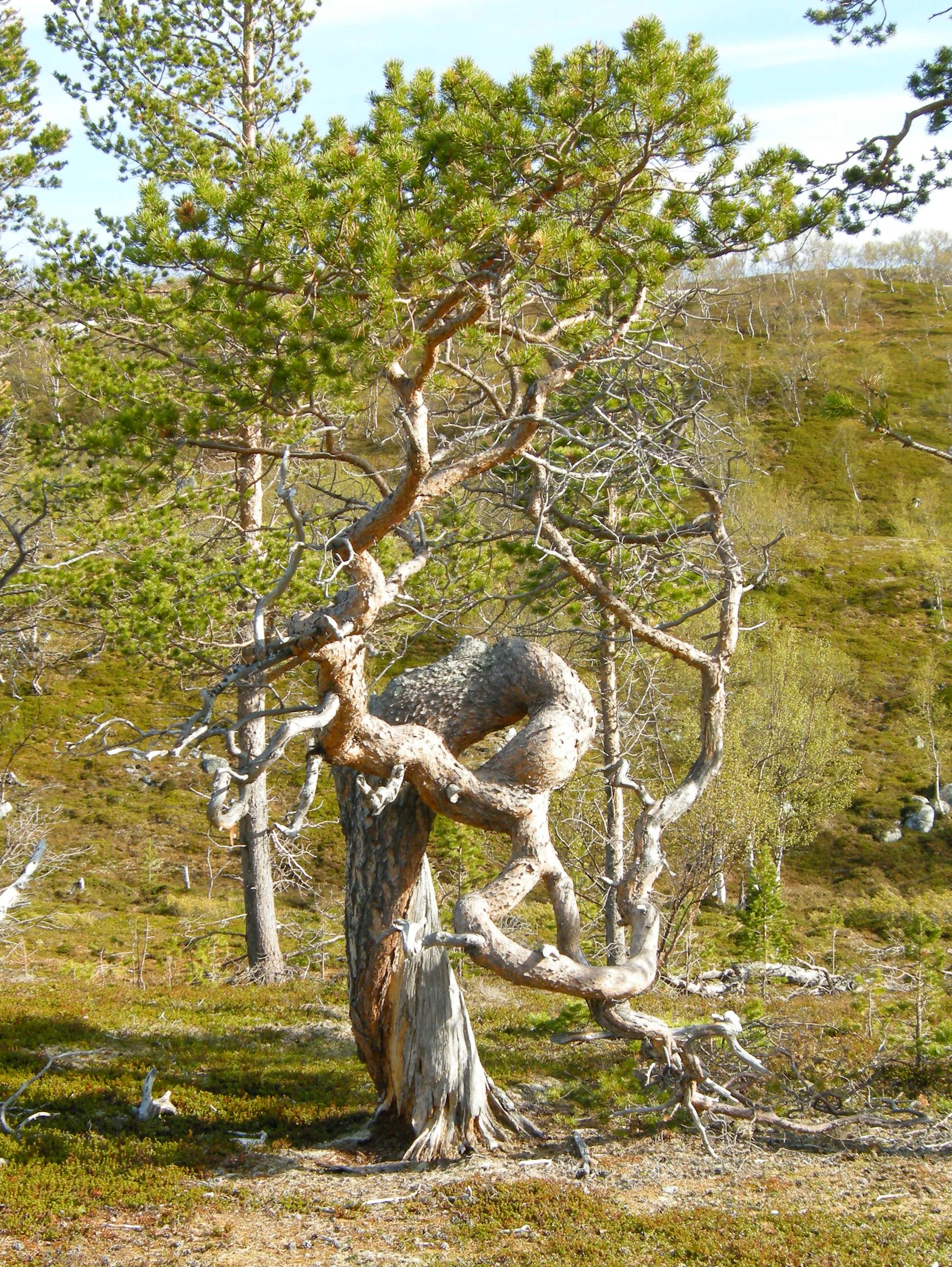 Twisted Scots pine tree standing in a grassy, hilly landscape with other trees in the background.