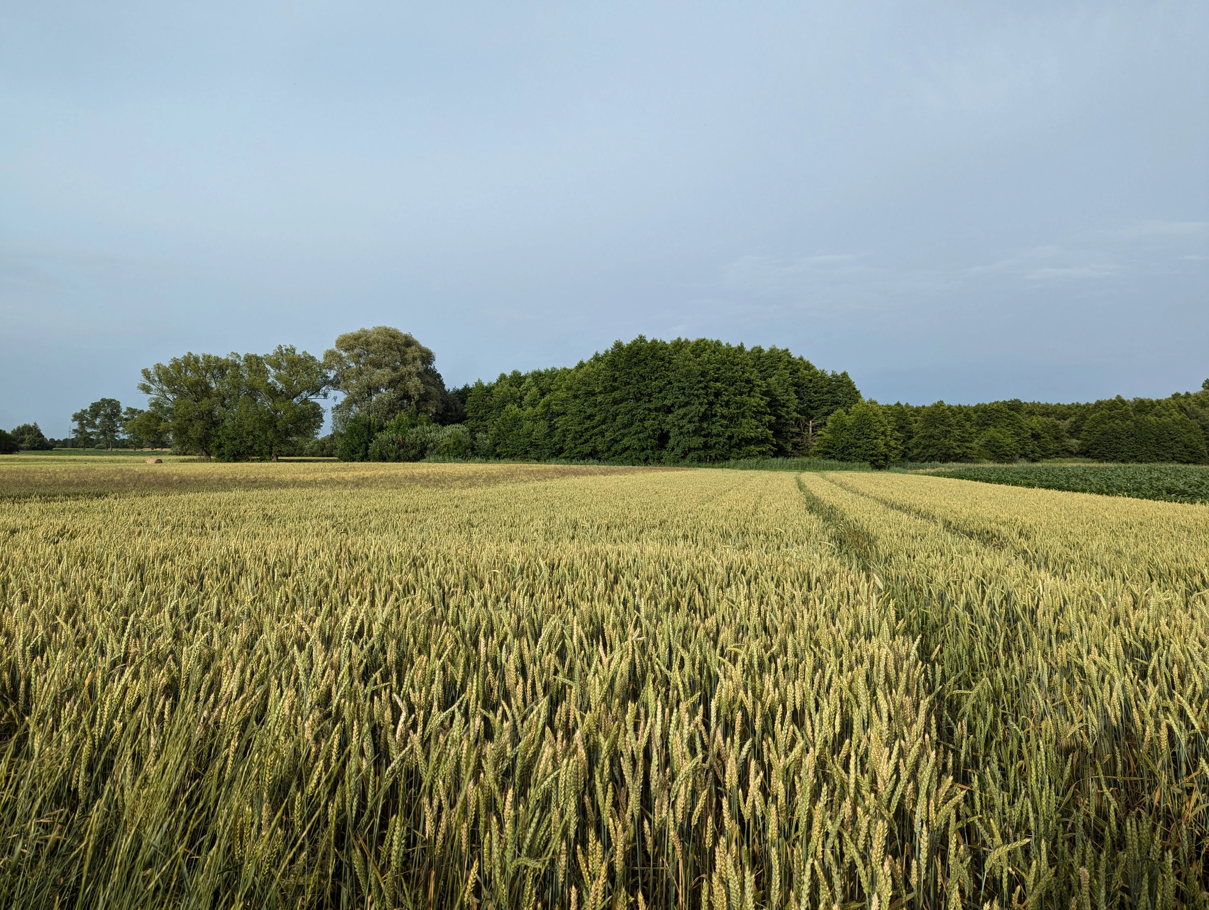 A wide view of a ripening grain field in the foreground, with dense green trees and a hedgerow in the midground under a light blue sky.