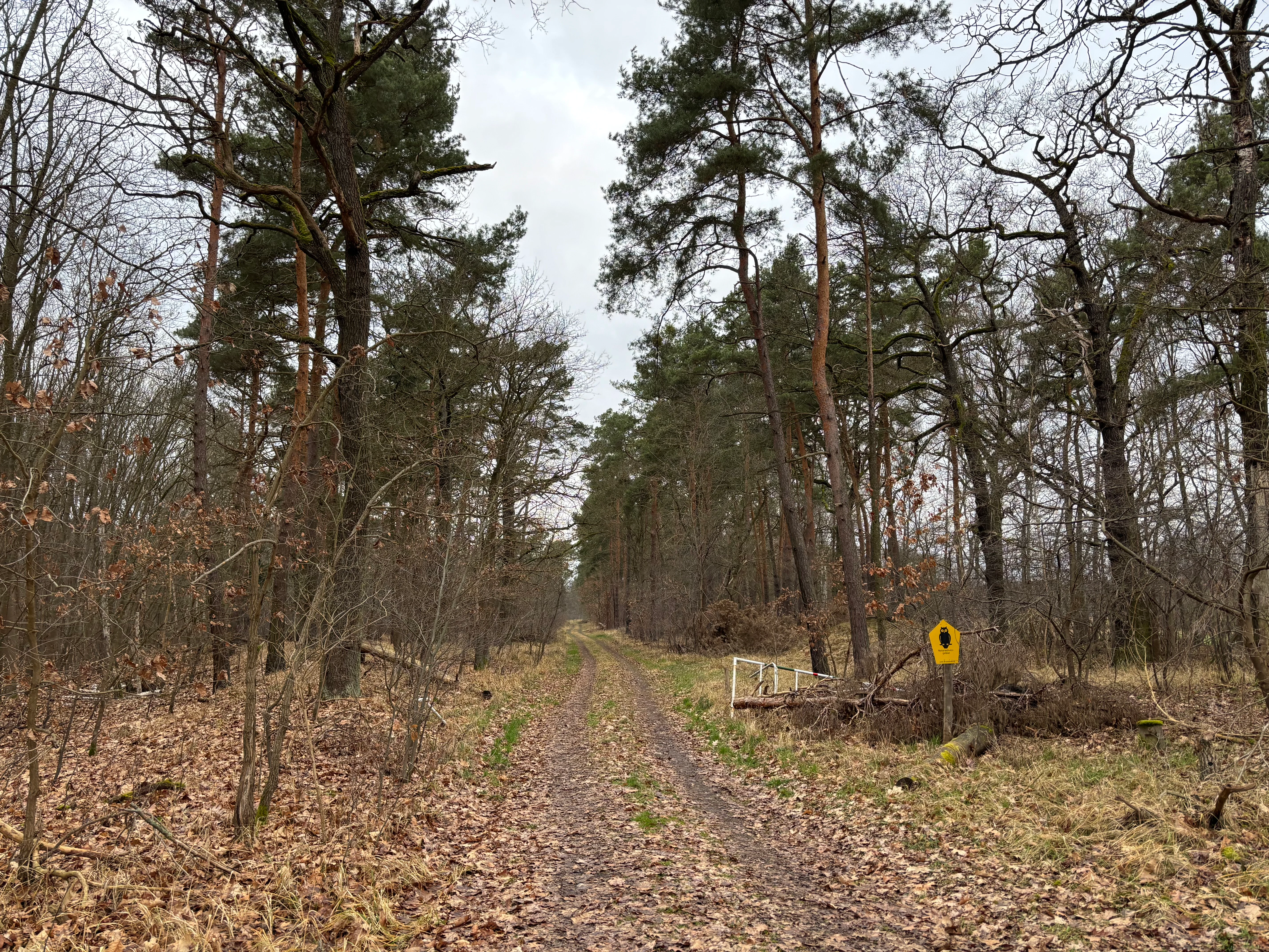 A dirt trail stretches into the distance, flanked by tall pine and deciduous trees in a sparse forest setting under an overcast sky.