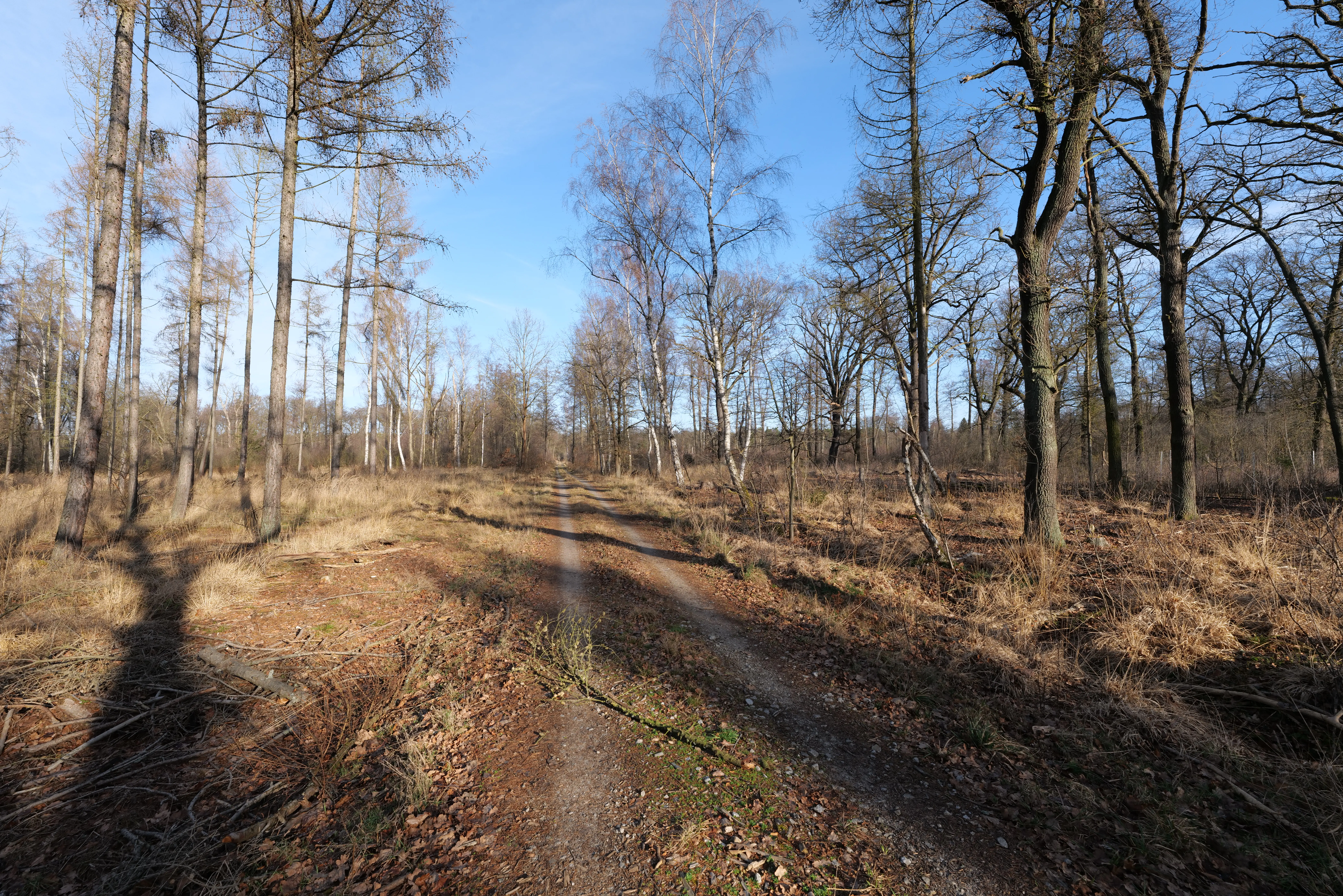 A dirt path leads into a sparse deciduous forest under a clear blue sky, with bare trees and dry grassy ground in a winter setting.