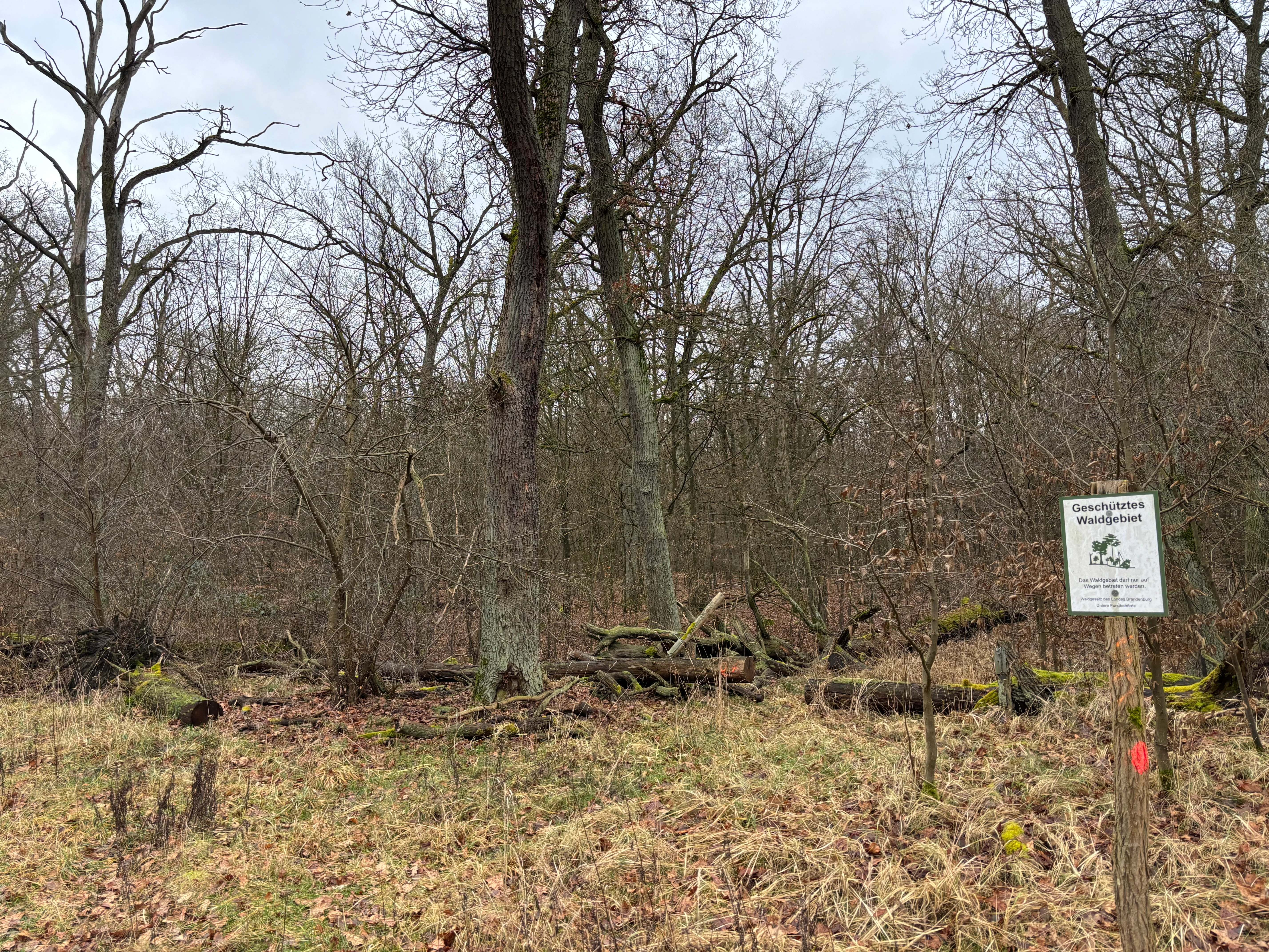 A square metal sign mounted on a wooden post in a forest, marking a protected natural area with German text.