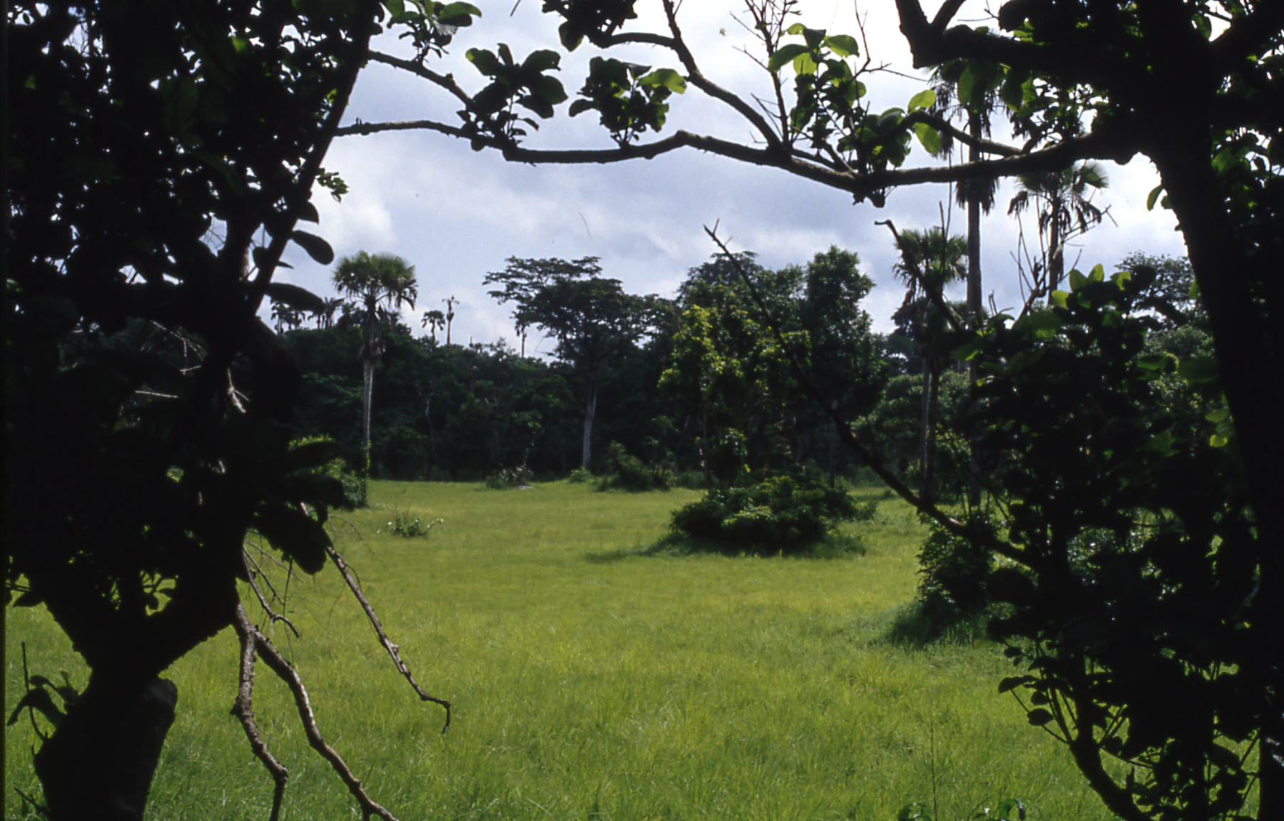 A wide view of a grassy savanna plain in Lamto, with scattered trees and palms, seen through the dark leafy branches of foreground trees.