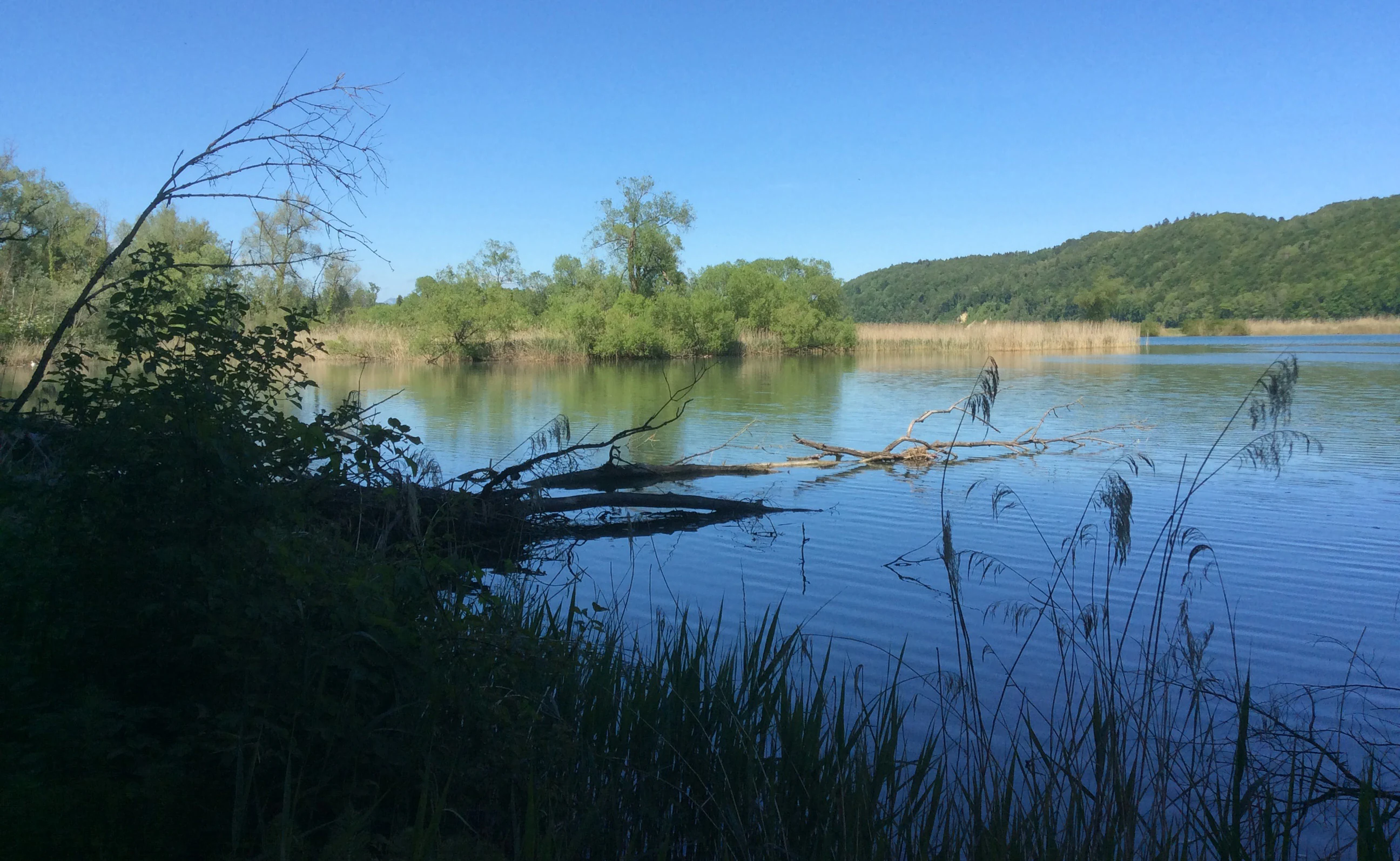 A peaceful view of Stausee Niederried with a calm lake, shoreline reeds, and a forested hillside in the background.