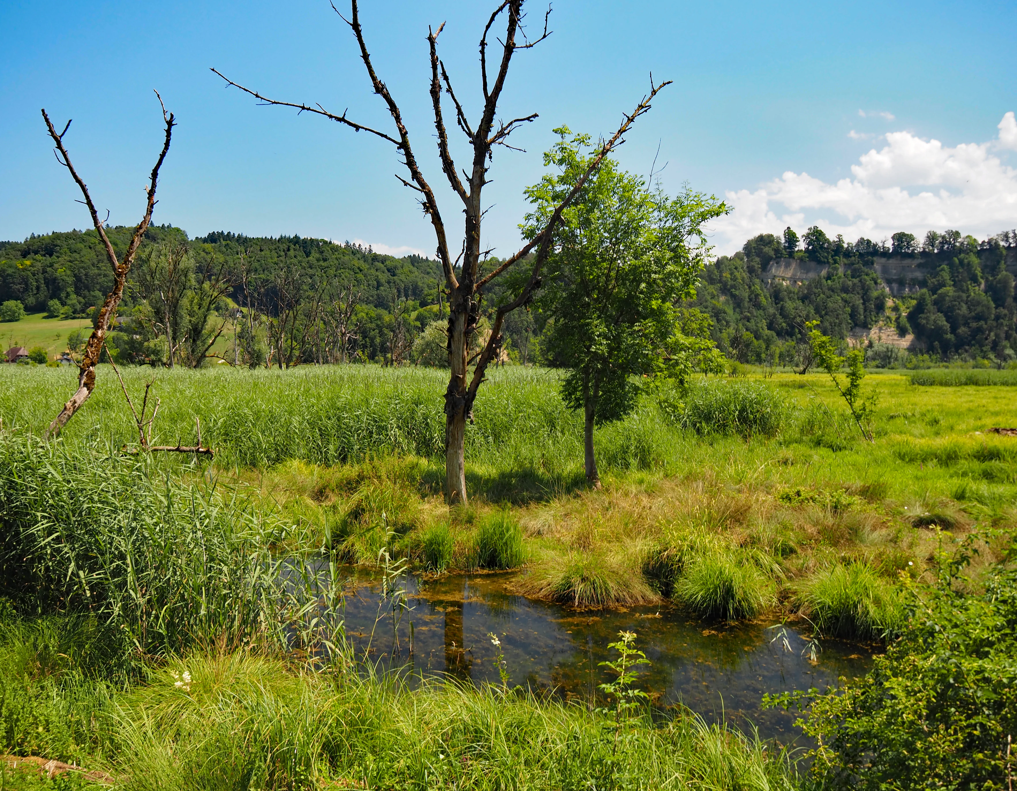 A green wetland landscape under a clear blue sky, featuring a small winding stream in the foreground, tall grasses, a few dead trees, and a low forested hill in the distance.