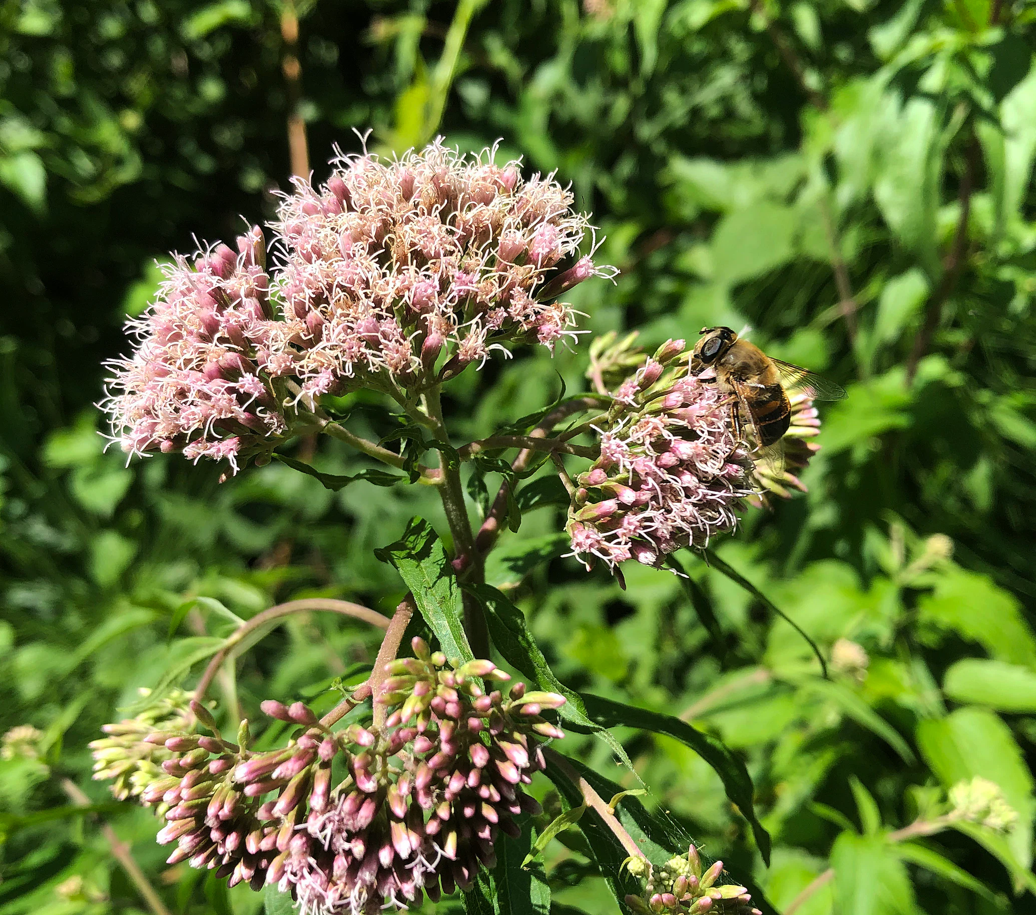 Close-up view of light pink hemp-agrimony flowers in bloom with a bee resting on one of the flower clusters, set against a background of blurred green foliage.