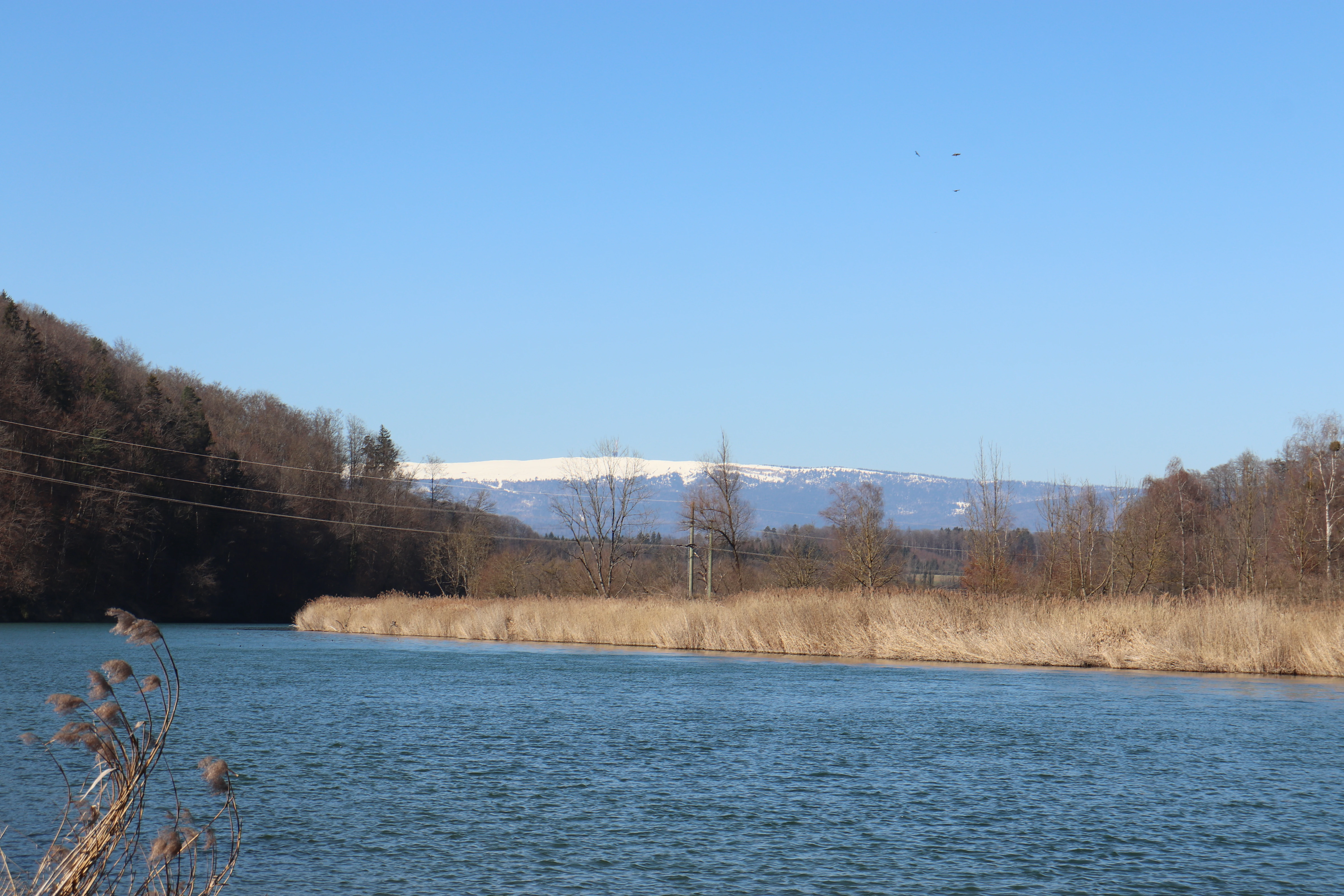 A wide view of the Niederried reservoir with blue water in the foreground, golden reeds along the bank, and snow-covered mountains on the horizon under a clear blue sky.