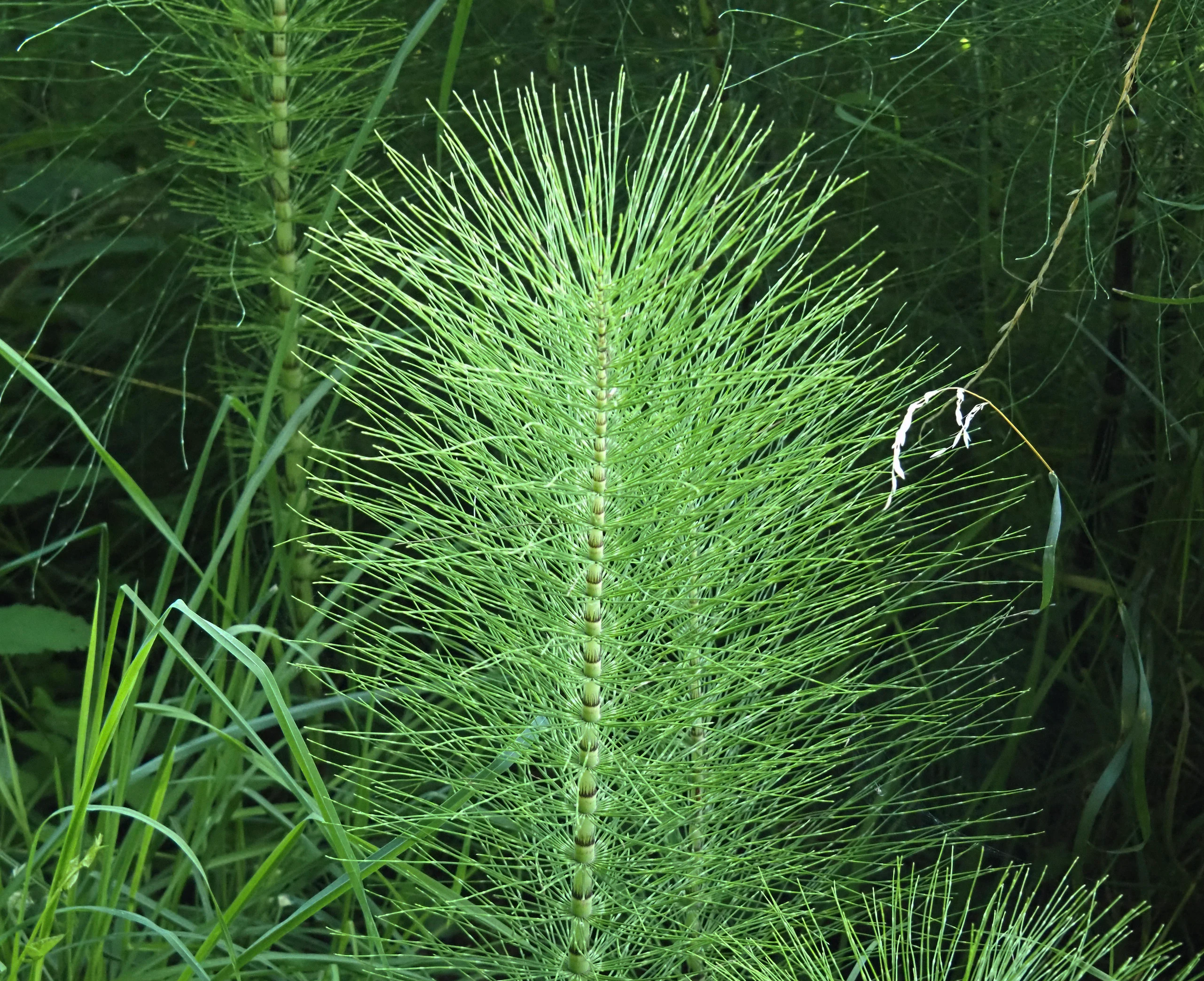 A close-up view of the feathery green stems of a giant horsetail plant, showing its whorled branches and segment structure.