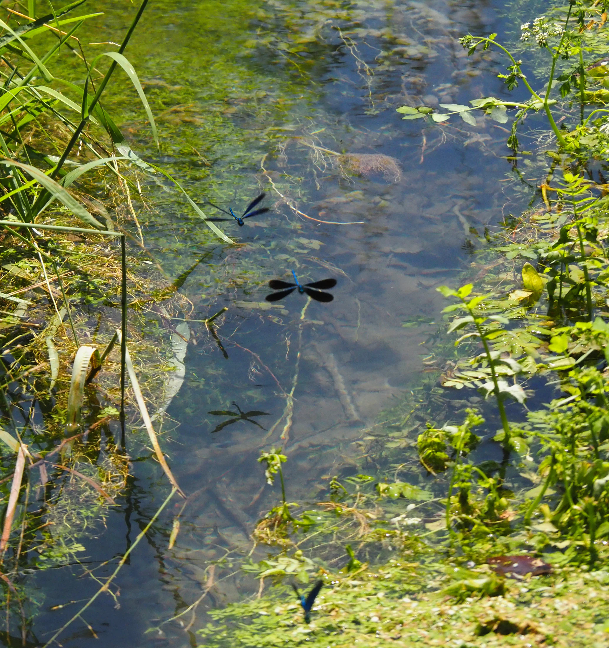 Several dark-winged demoiselle damselflies flying above a small, shallow stream flanked by green riparian vegetation and aquatic plants.