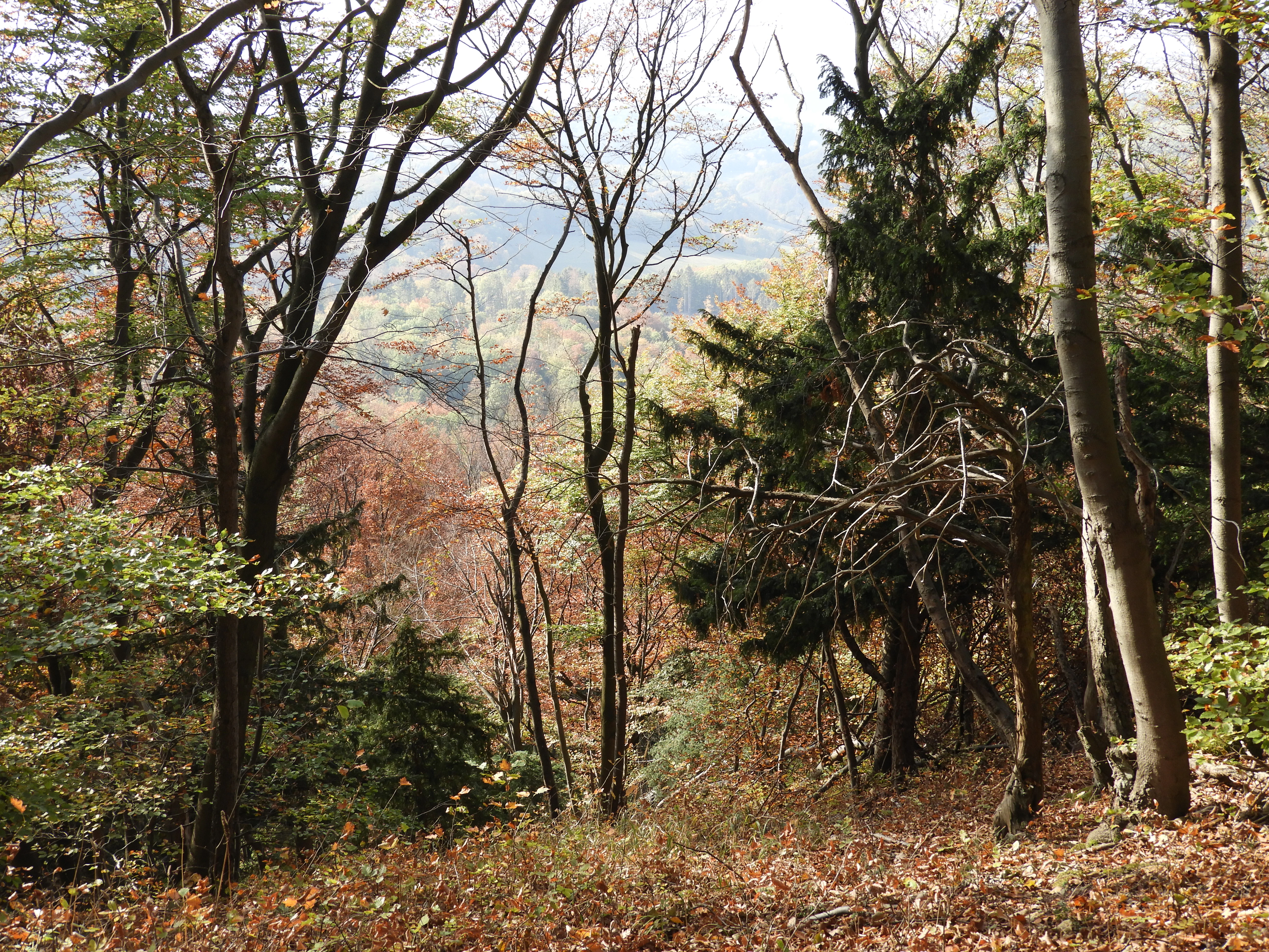 A forest scene showing bare deciduous trees and dark green coniferous trees, with a view of a valley covered in autumn foliage in the background. The ground is covered in brown fallen leaves.
