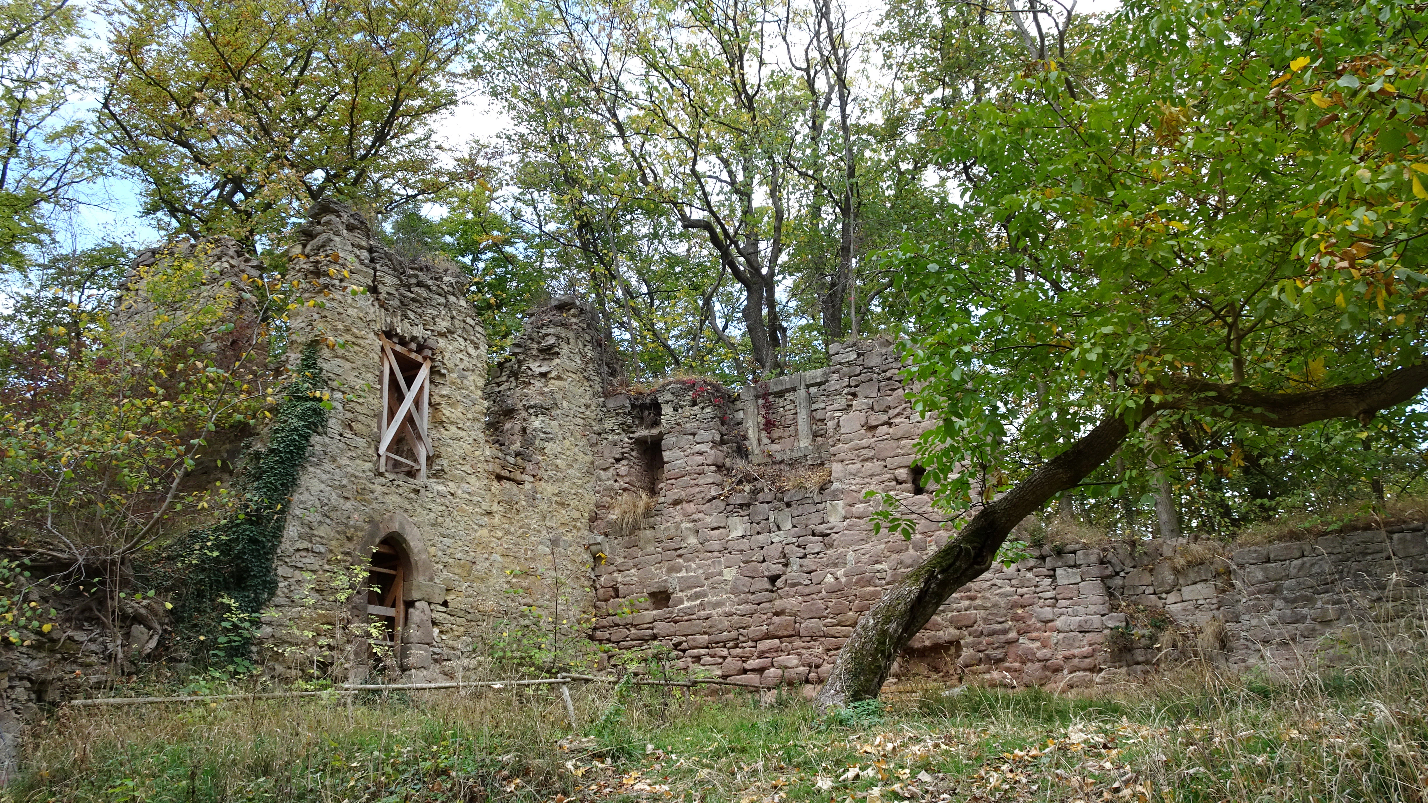 Stone ruins of a castle wall with arched doorways and windows, overgrown with ivy and surrounded by green trees in a forest.