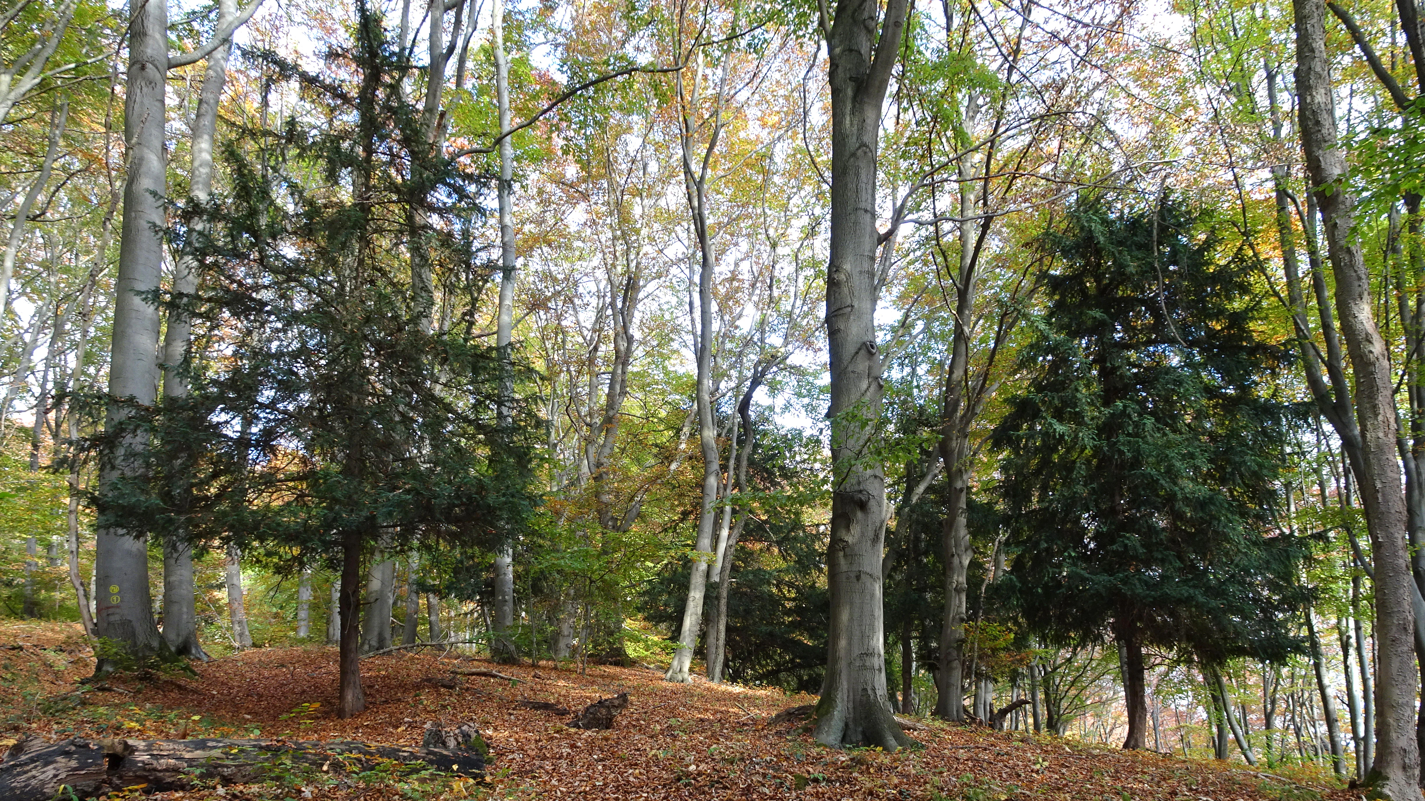A view inside a forest with tall grey tree trunks and dark green conical evergreen trees, with the ground covered in brown fallen leaves.