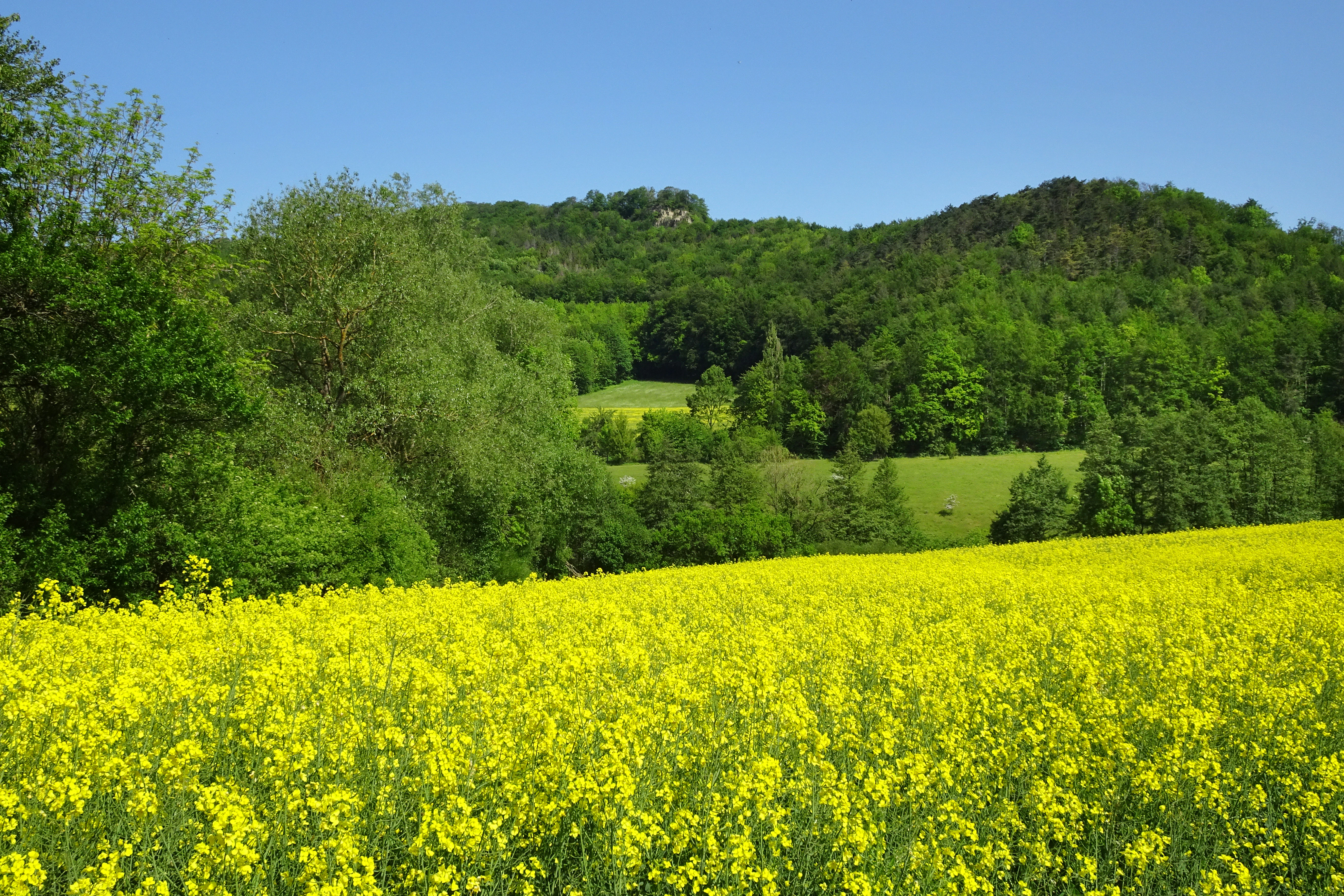 A wide landscape view showing a bright yellow field of flowers in the foreground, green meadows and trees in the middle distance, and forested hills under a clear blue sky.