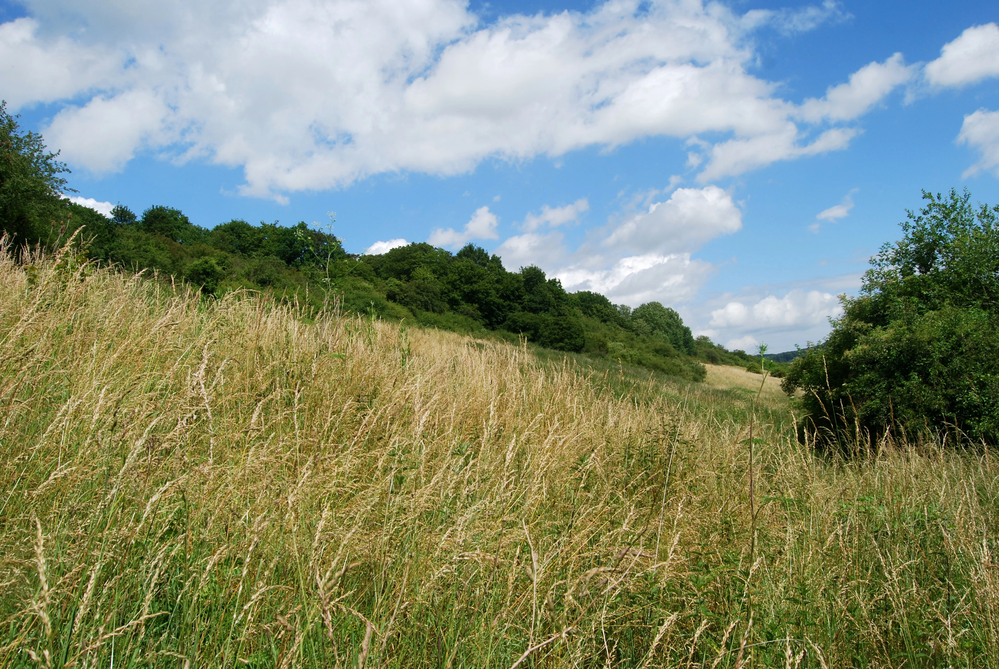 A sloped meadow with tall dry grass in the foreground and a line of trees and shrubs along a ridge against a blue sky with white clouds.