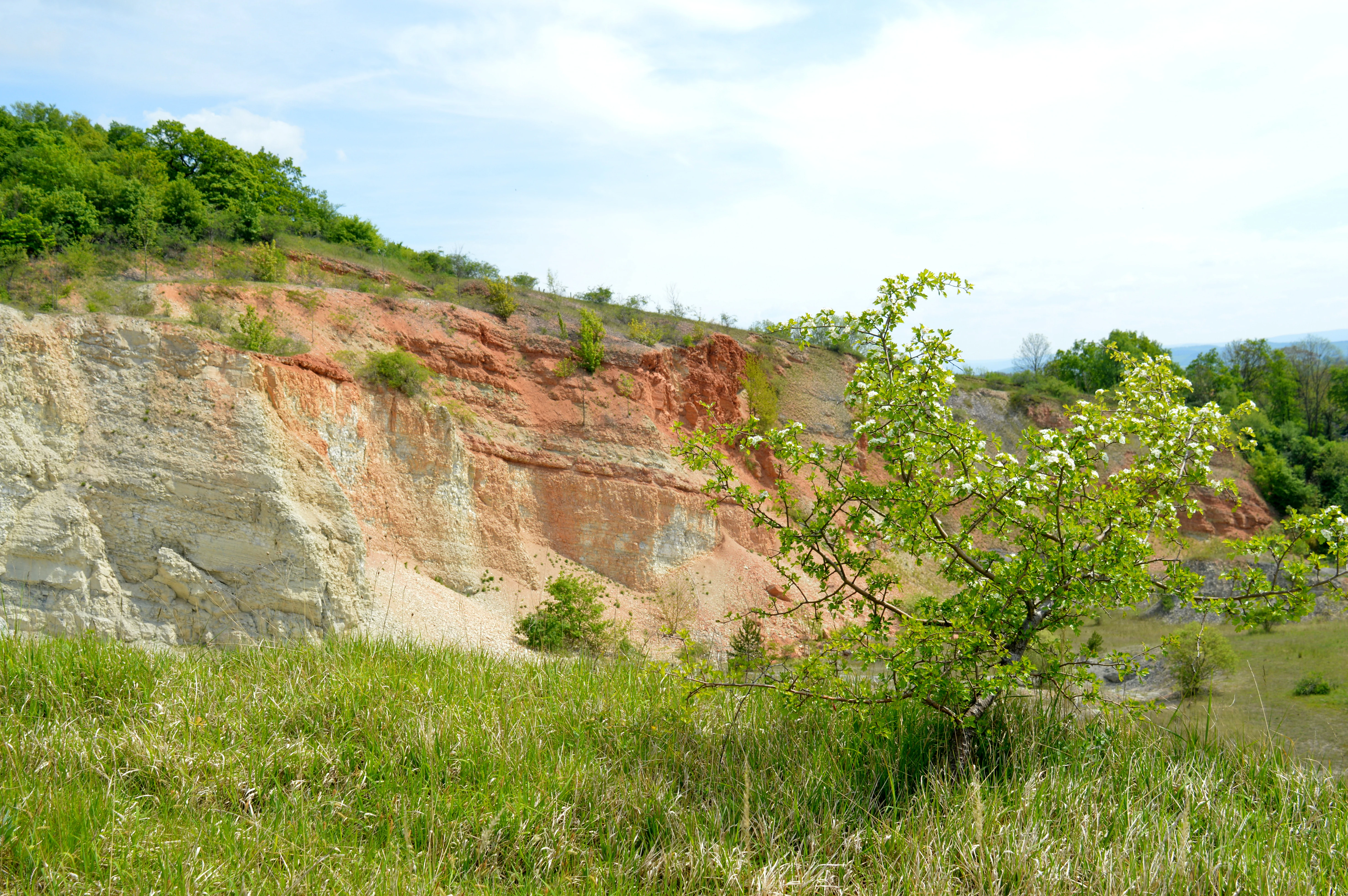 A green grassy field leads to a red and white limestone quarry cliff face, with a small flowering bush in the foreground.