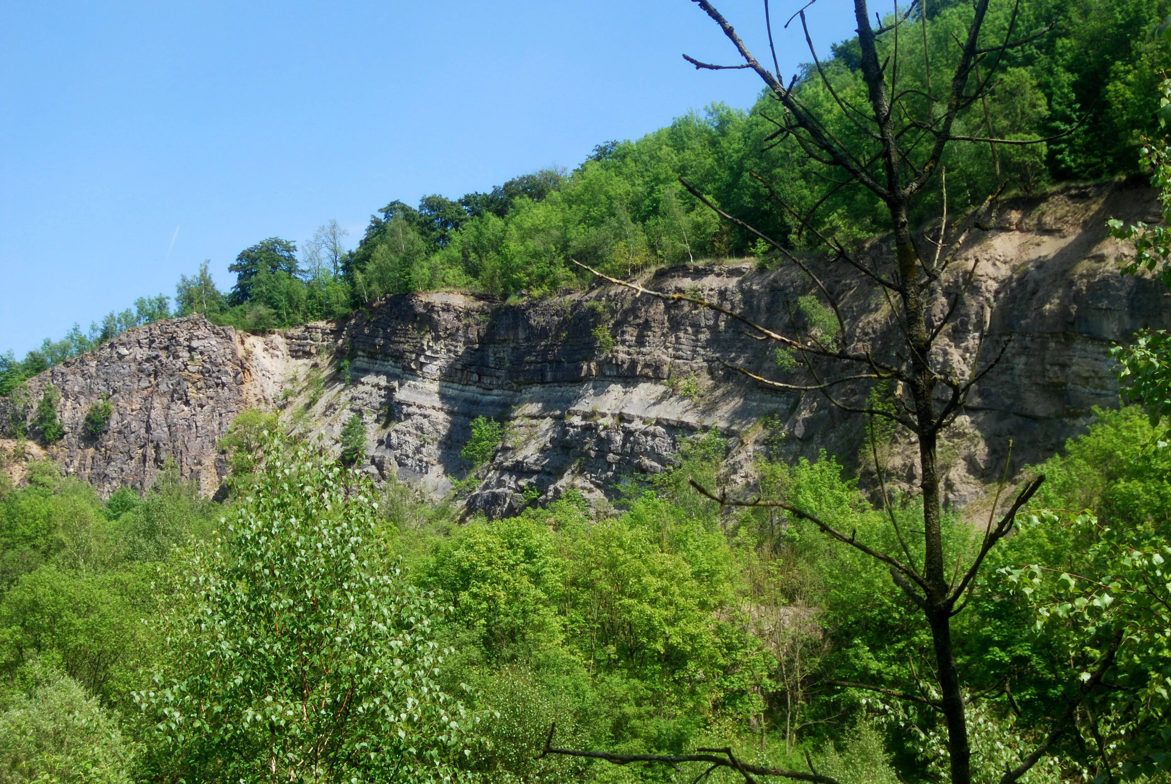 A view of a steep, layered limestone quarry cliff face with green deciduous trees growing along the top and in the foreground.