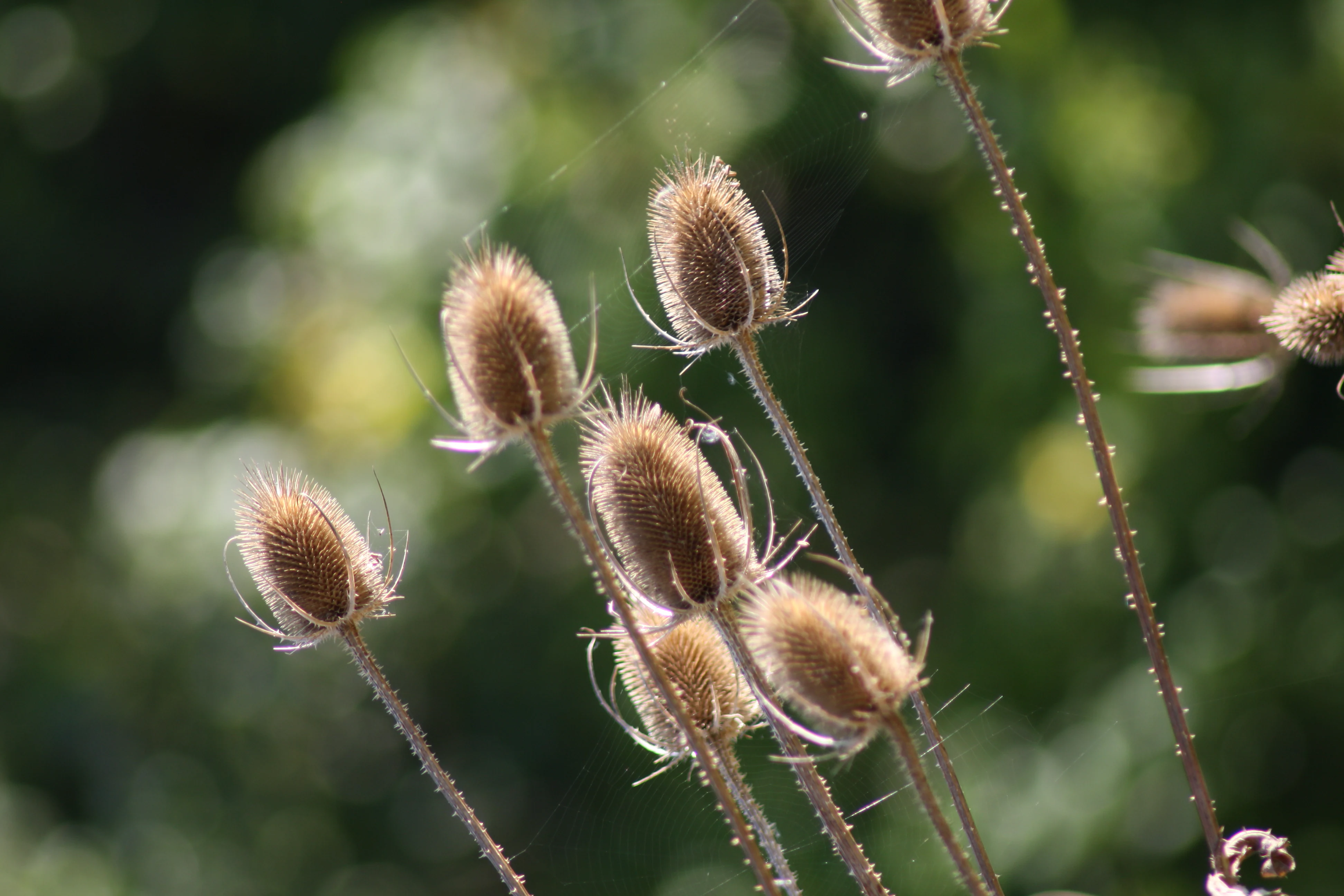 A cluster of prickly, brown dried teasel seed heads against a soft, out of focus green background.